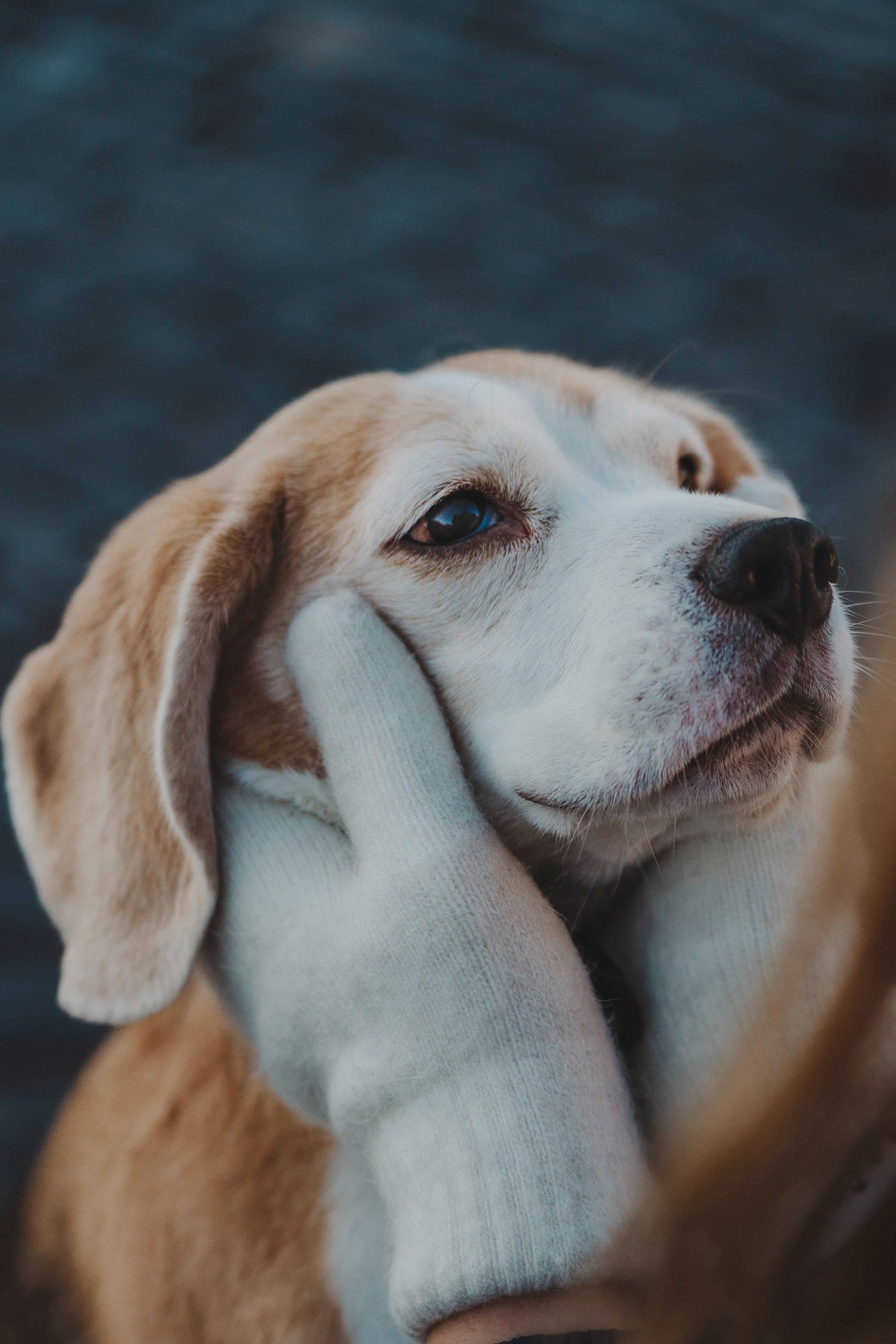 Ксения и Гаечка. Фотограф анималист в Спб недорого Олеся Майорова