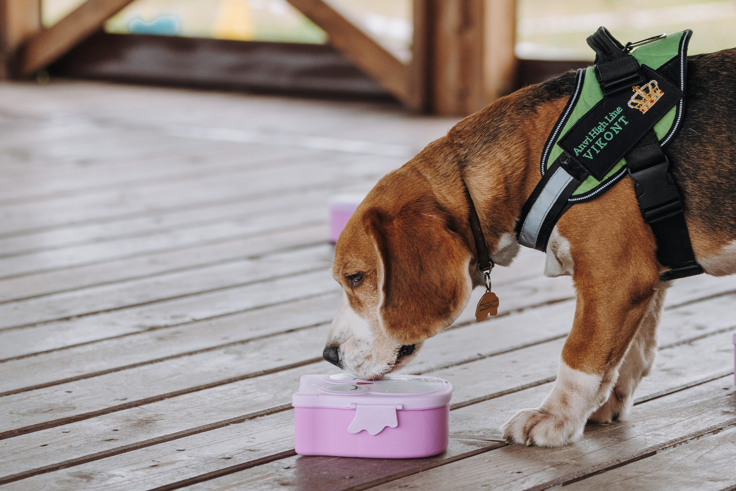 Соревнования по ноузворку в Лосево. Фотограф анималист в Спб недорого Олеся Майорова