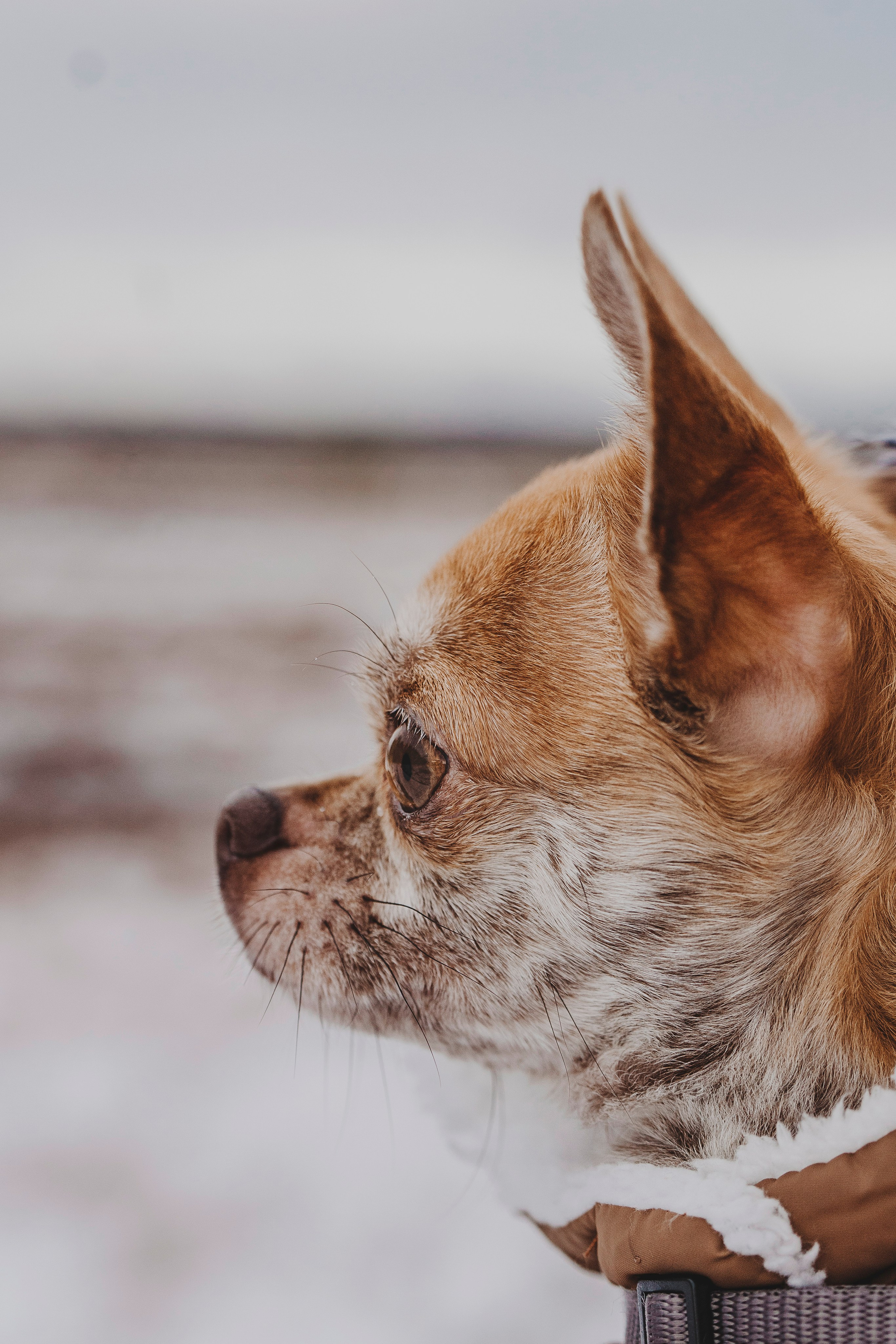 Наталия и Боря. Фотограф анималист в Спб недорого Олеся Майорова