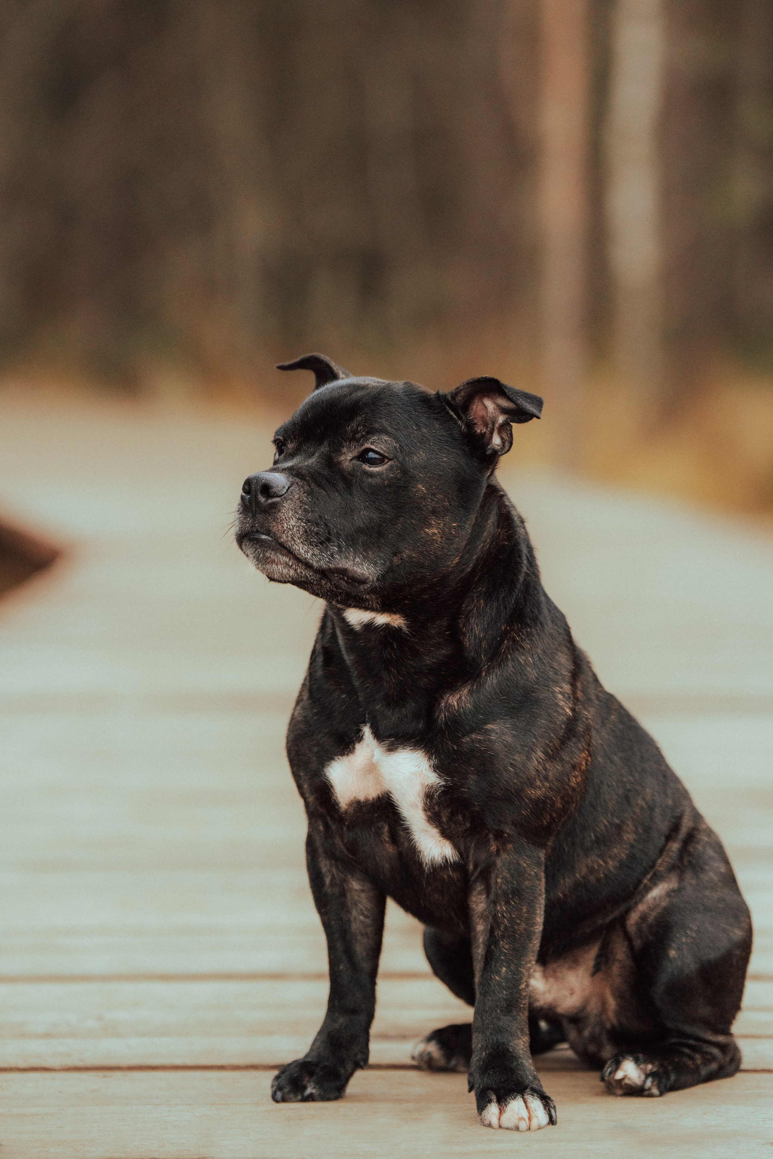 Фотограф анималист в Санкт-Петербурге. Фотограф анималист в Спб недорого Олеся Майорова
