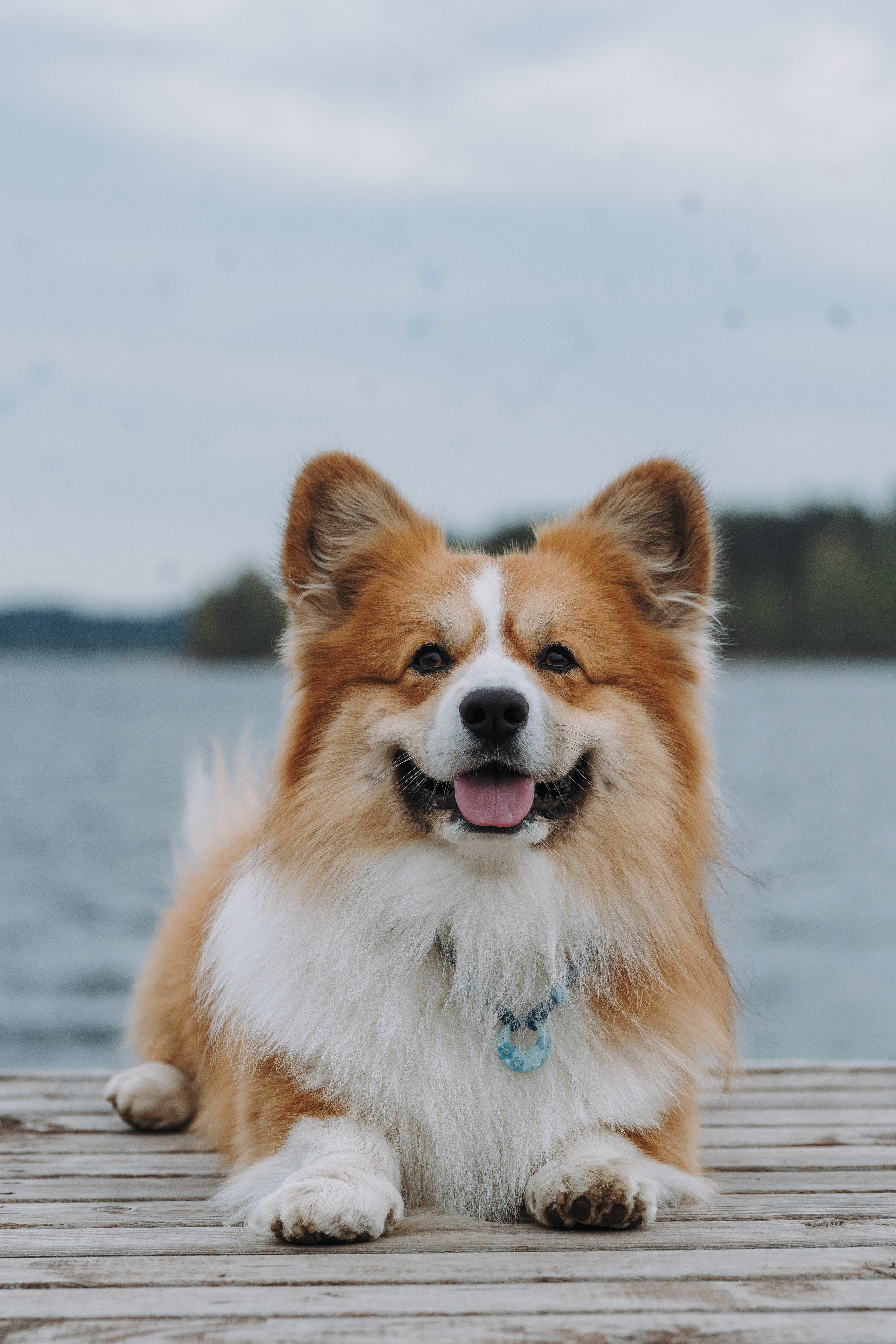 Соревнования по ноузворку в Лосево. Фотограф анималист в Спб недорого Олеся Майорова