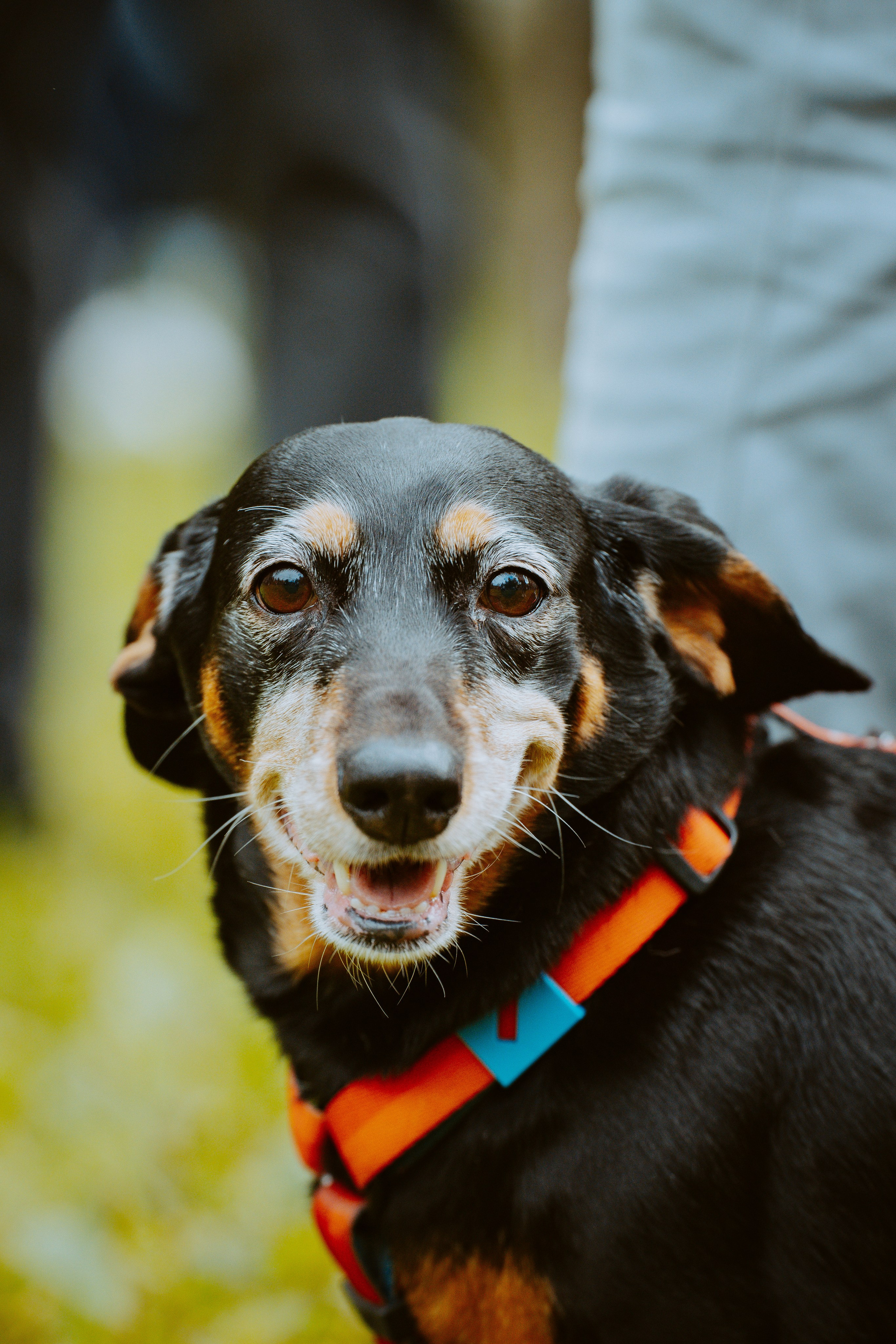 Такспарад. Фотограф анималист в Спб недорого Олеся Майорова