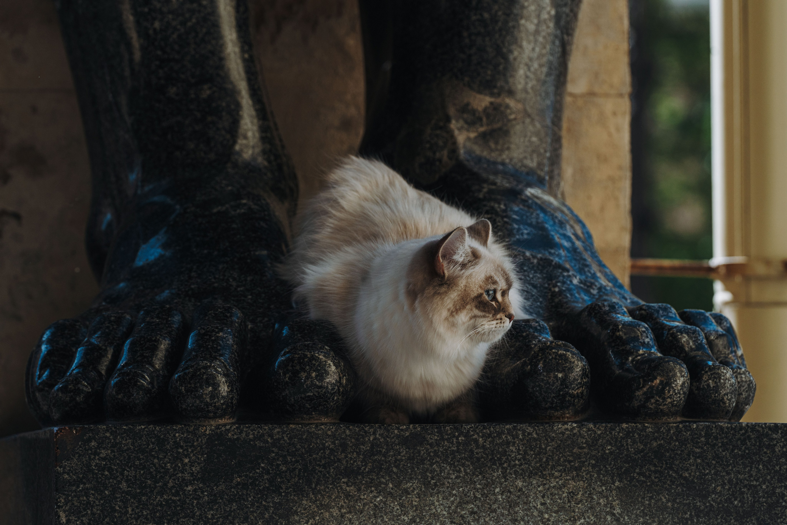 Сильвия, Полина и Никита. Фотограф анималист в Спб недорого Олеся Майорова