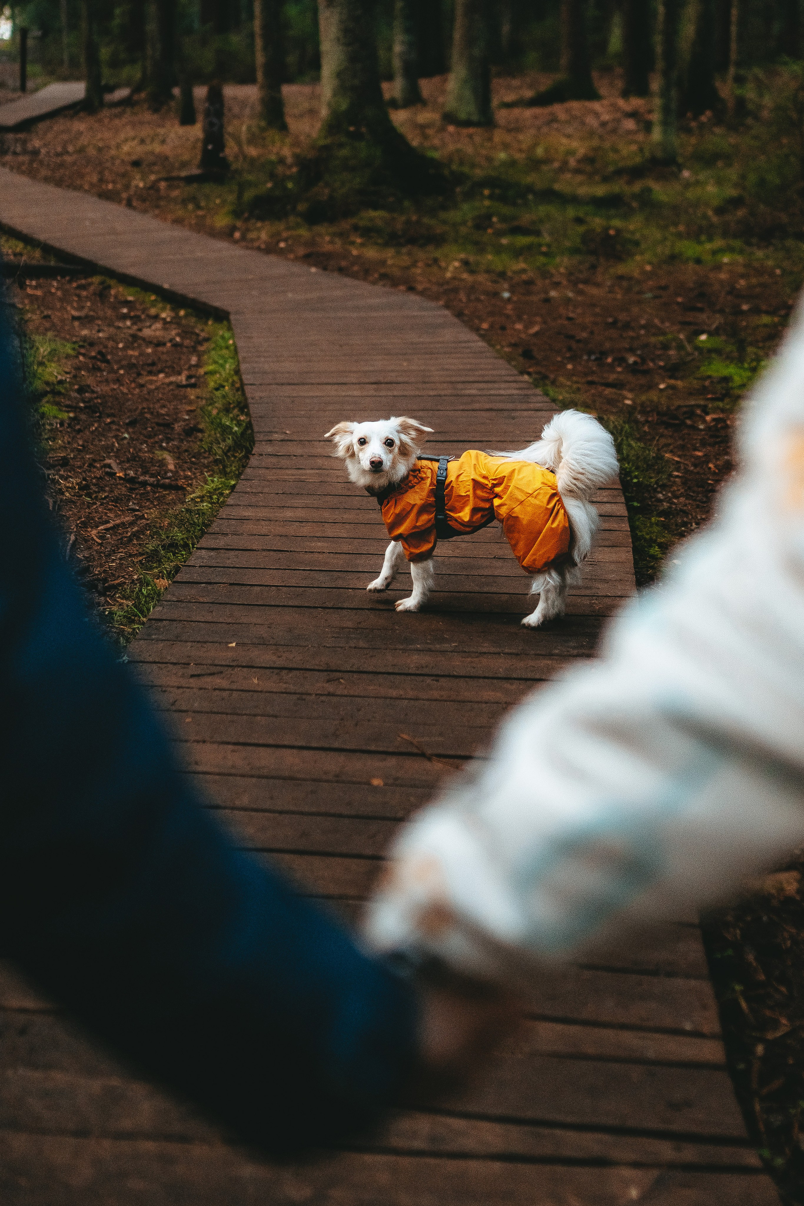 Бруно, Алена и Антон. Фотограф анималист в Спб недорого Олеся Майорова