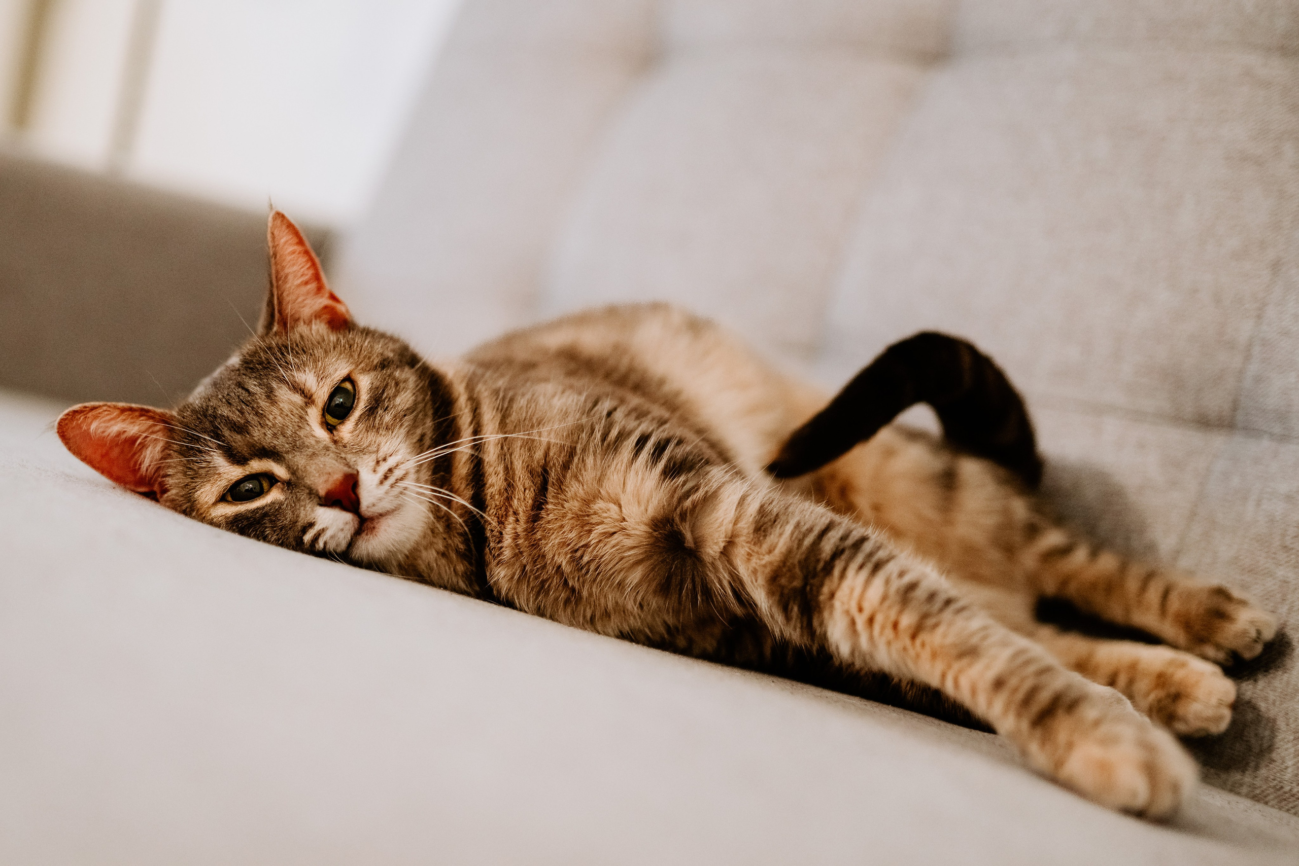 Натали и Иззи. Фотограф анималист в Спб недорого Олеся Майорова