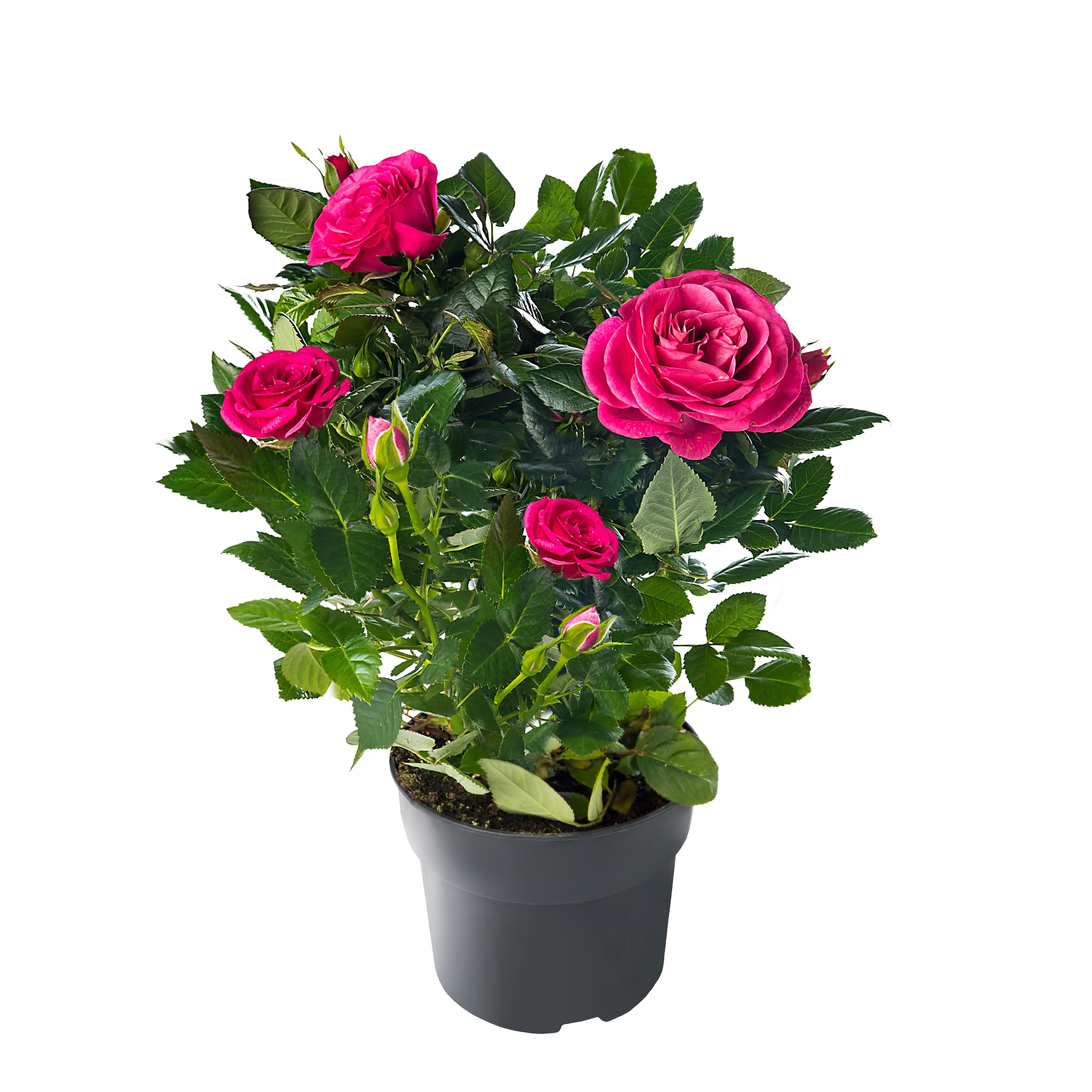 Ретушь растений и овощей | Студия SVITHART