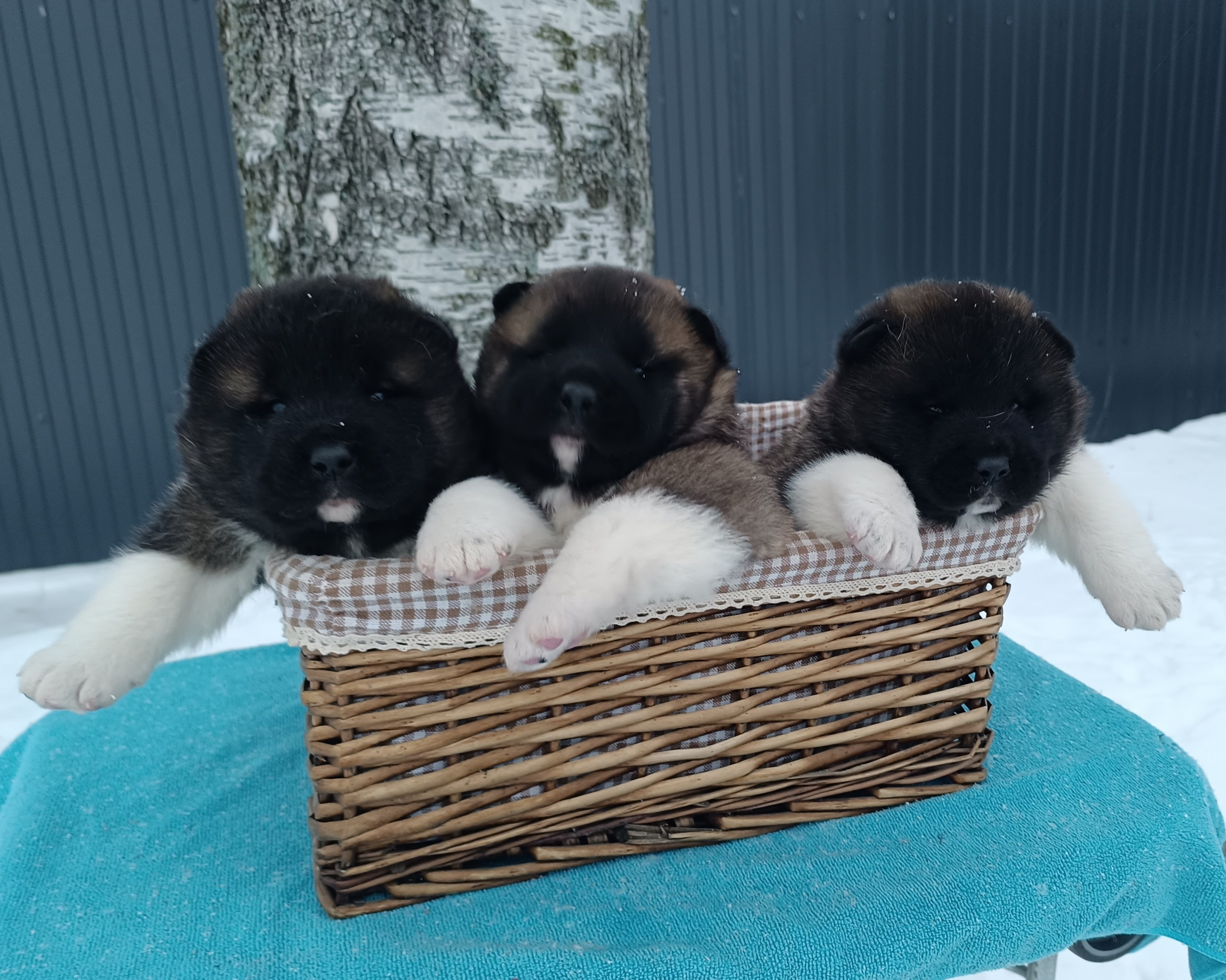 Американская акита  щенки питомник Санкт-Петербург клубные щенки Американская акита питомник RUBYLIGHT Рубилайт купить щенка американской акиты