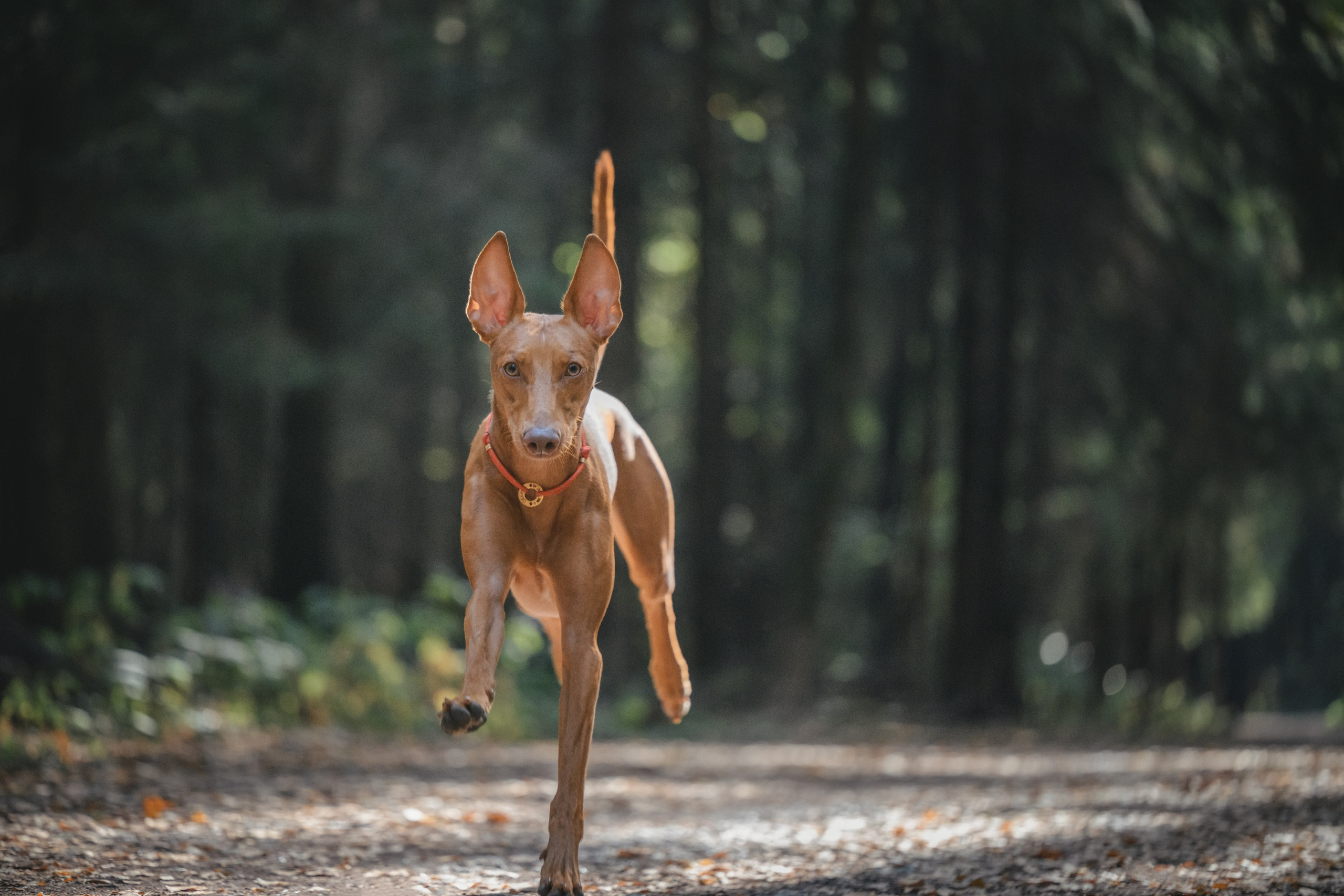 Чирнеко. Лесная прогулка. Фотограф Анималист в Москве Анастасия Жучкова