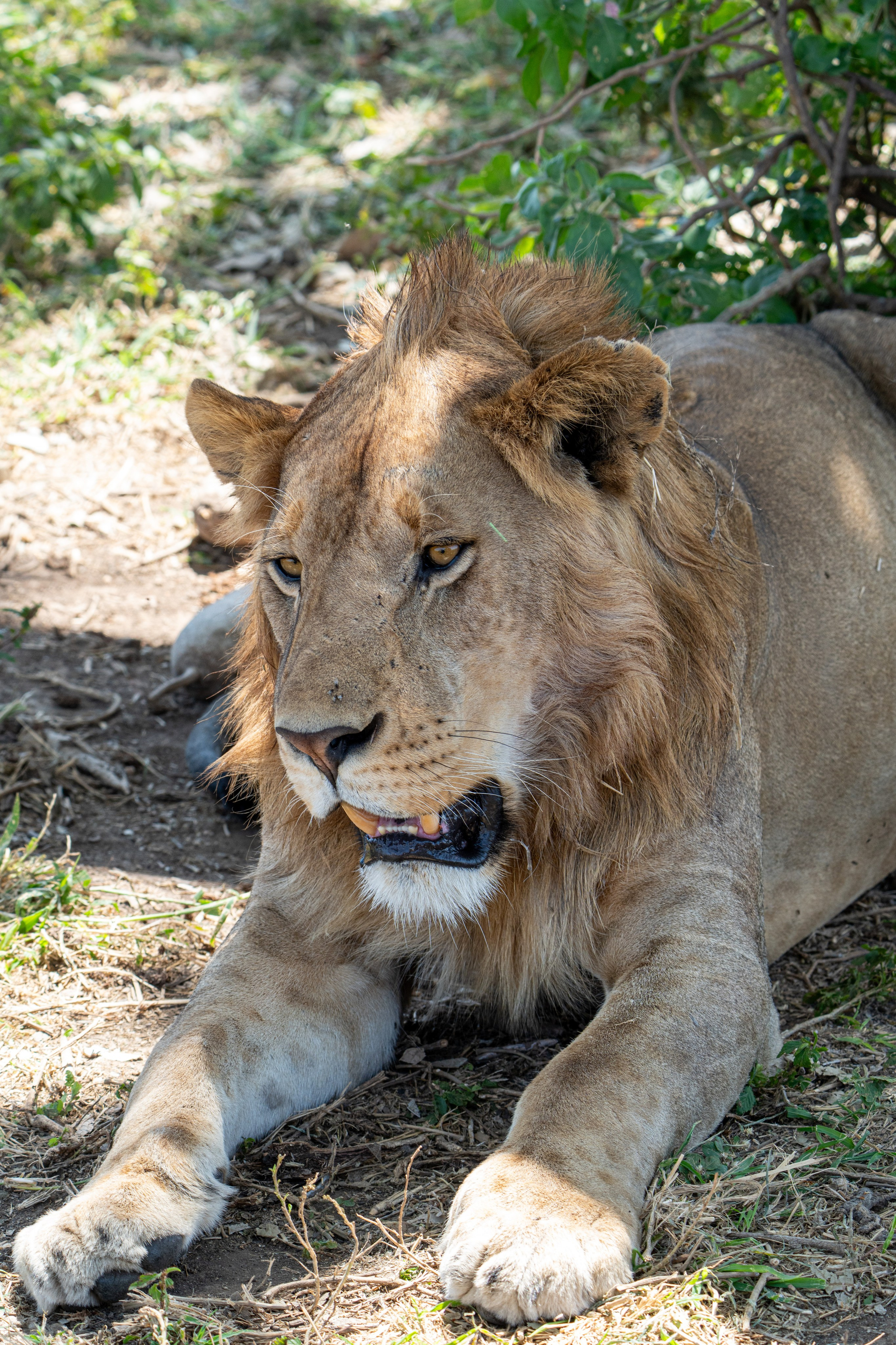 Танзания, сафари, 2025. Творческие сьемки