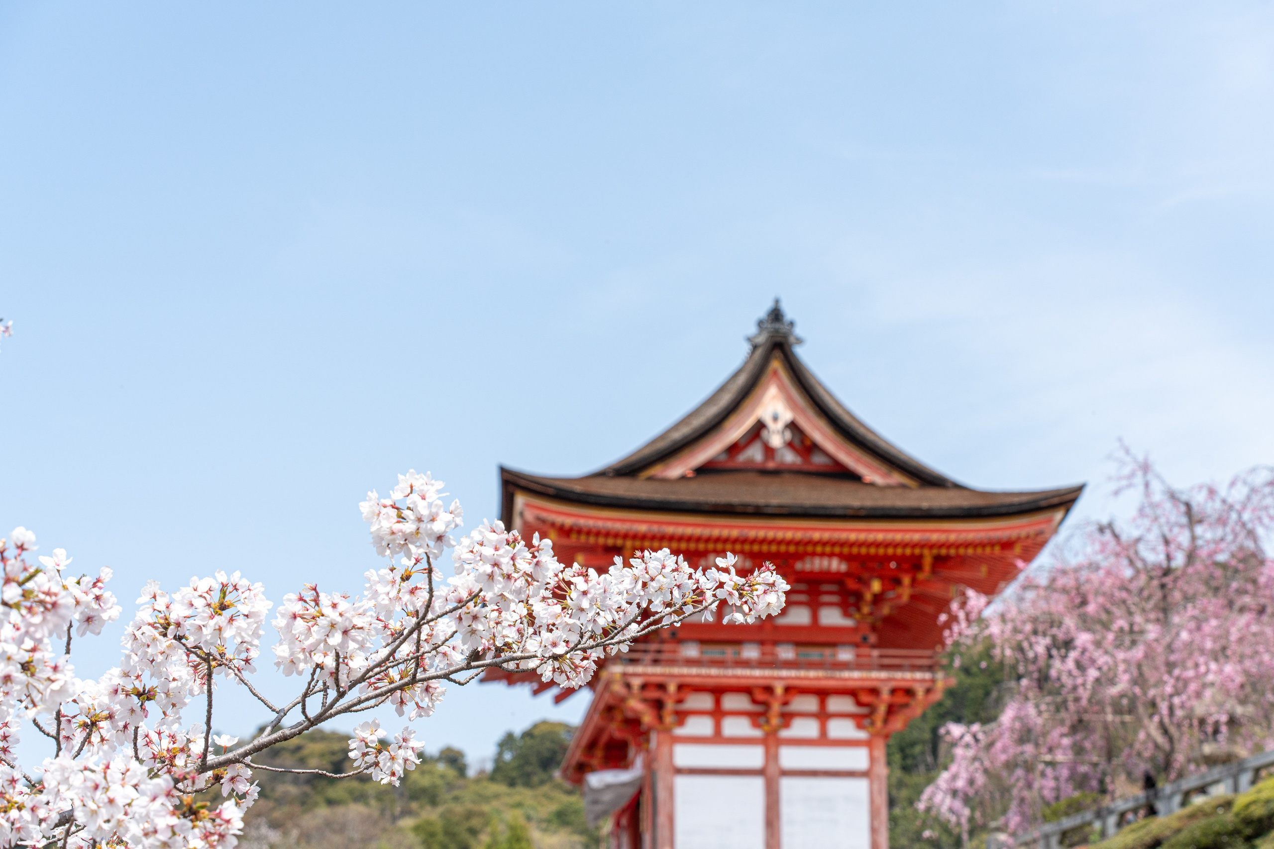 Япония, сакура. Творческие сьемки