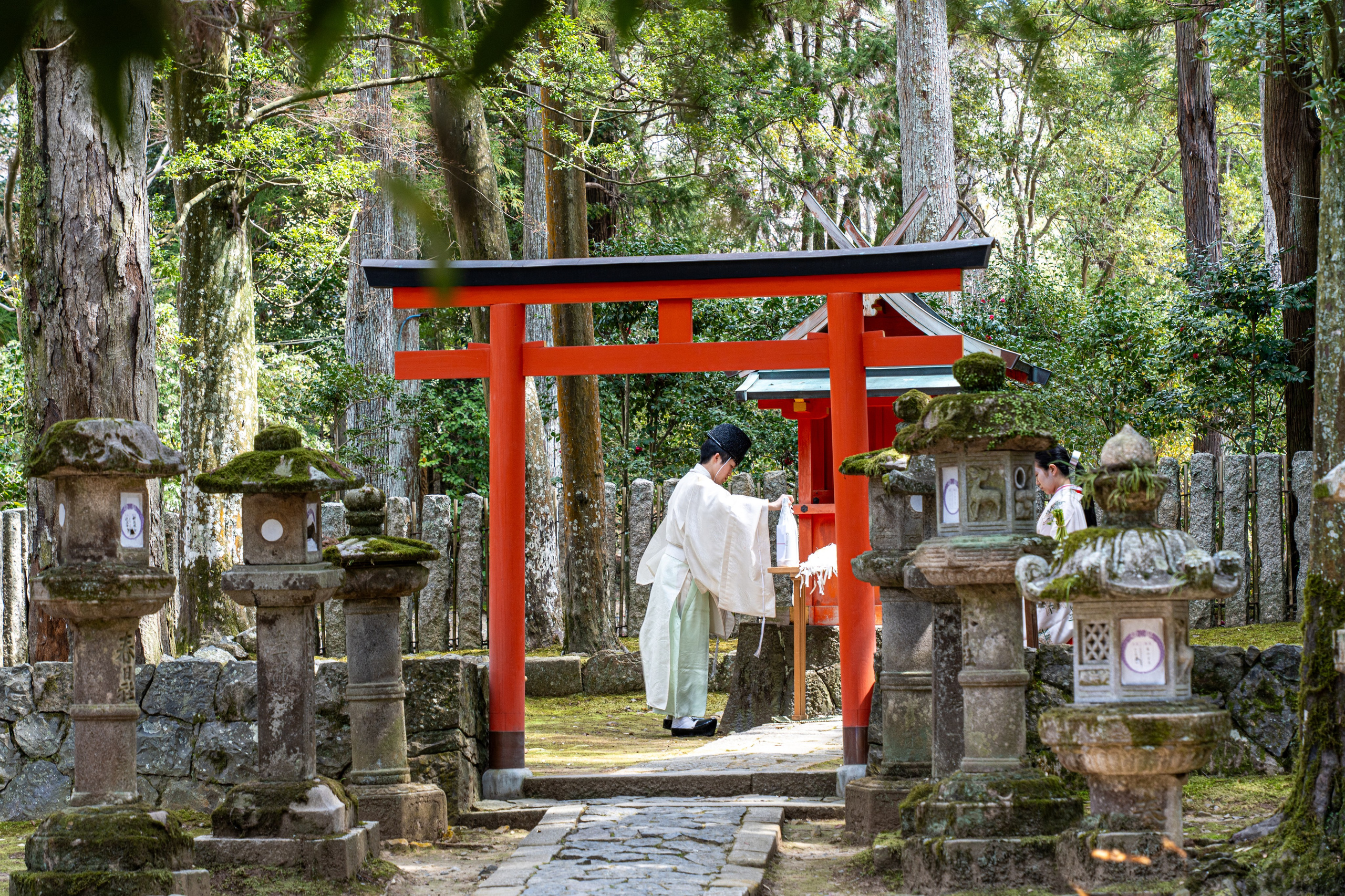 Япония, сакура. Творческие сьемки