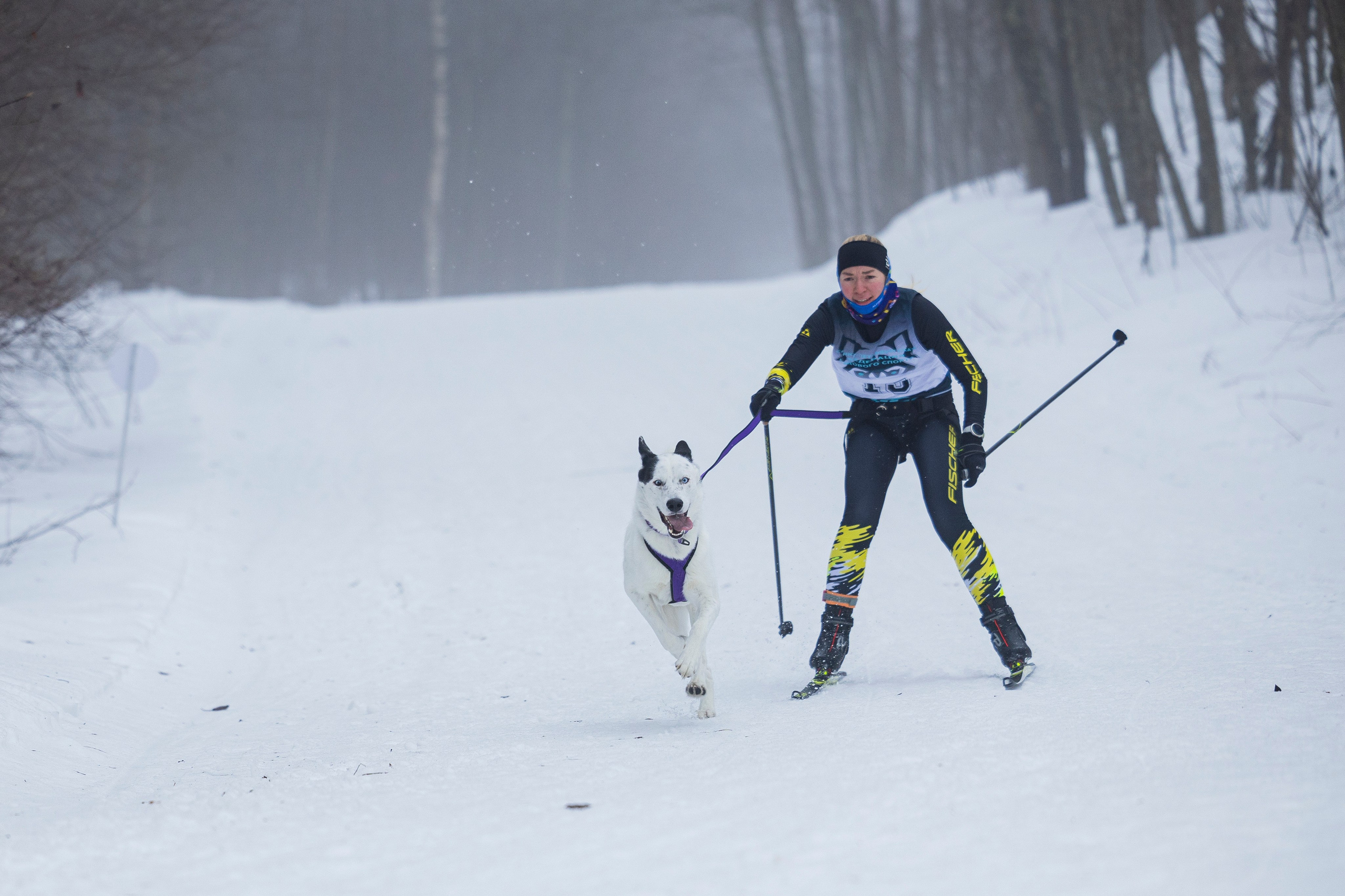 Зимний Чемпионат Санкт-Петербурга по ездовому спорту. Фотограф-анималист Анна Маринич