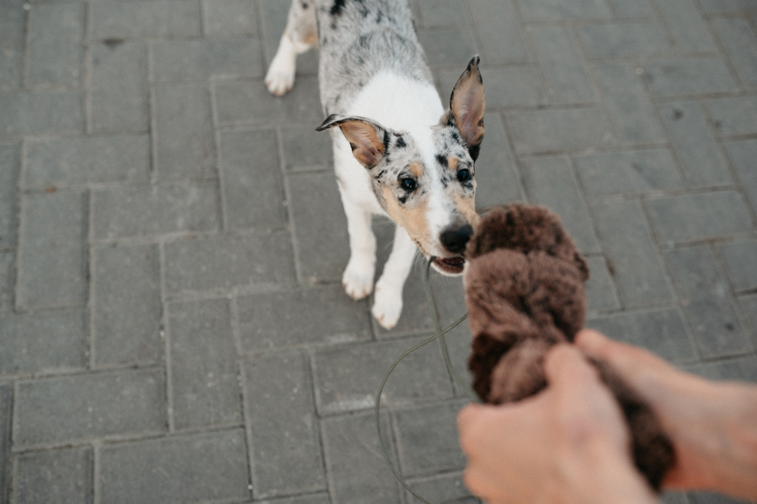 Таня и её пушистые друзья. Фотограф анималист в Москве Ольга Агушева