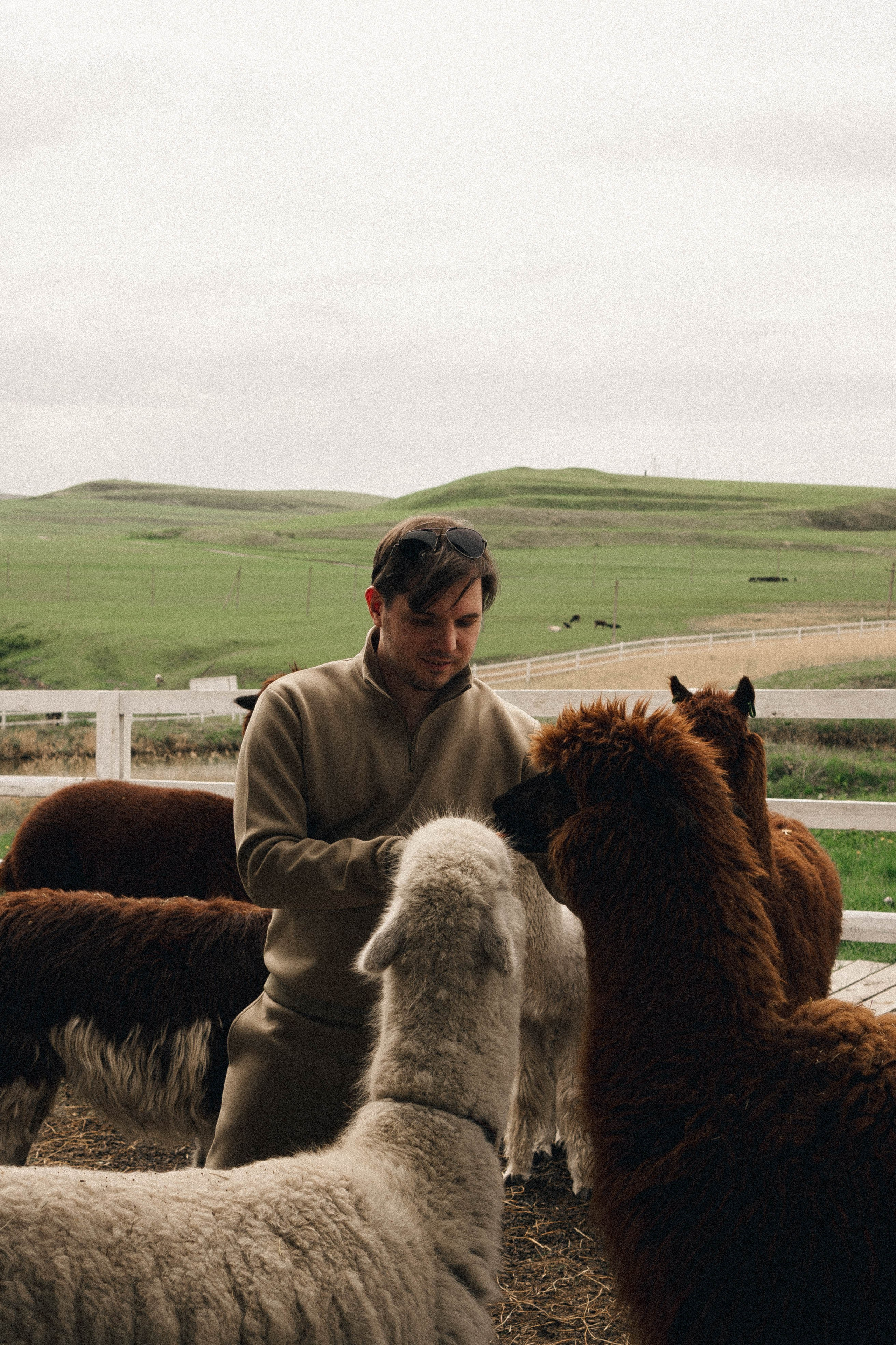 Ферма Альпак. Профессиональный фотограф, Санкт-Петербург — Виктория Богомолова