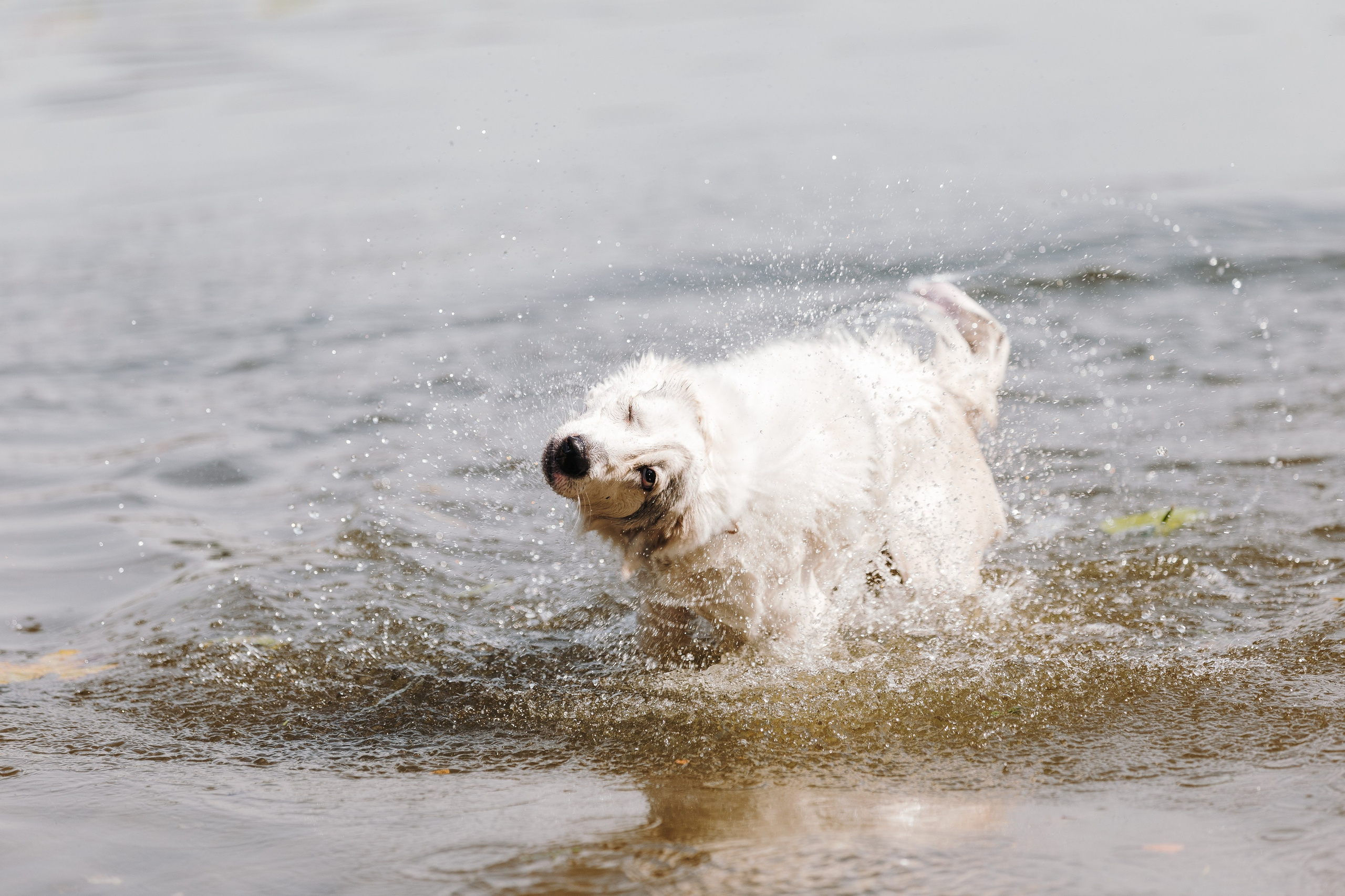Petshop Sup day. Фотограф анималист Кристина Карпова, Москва