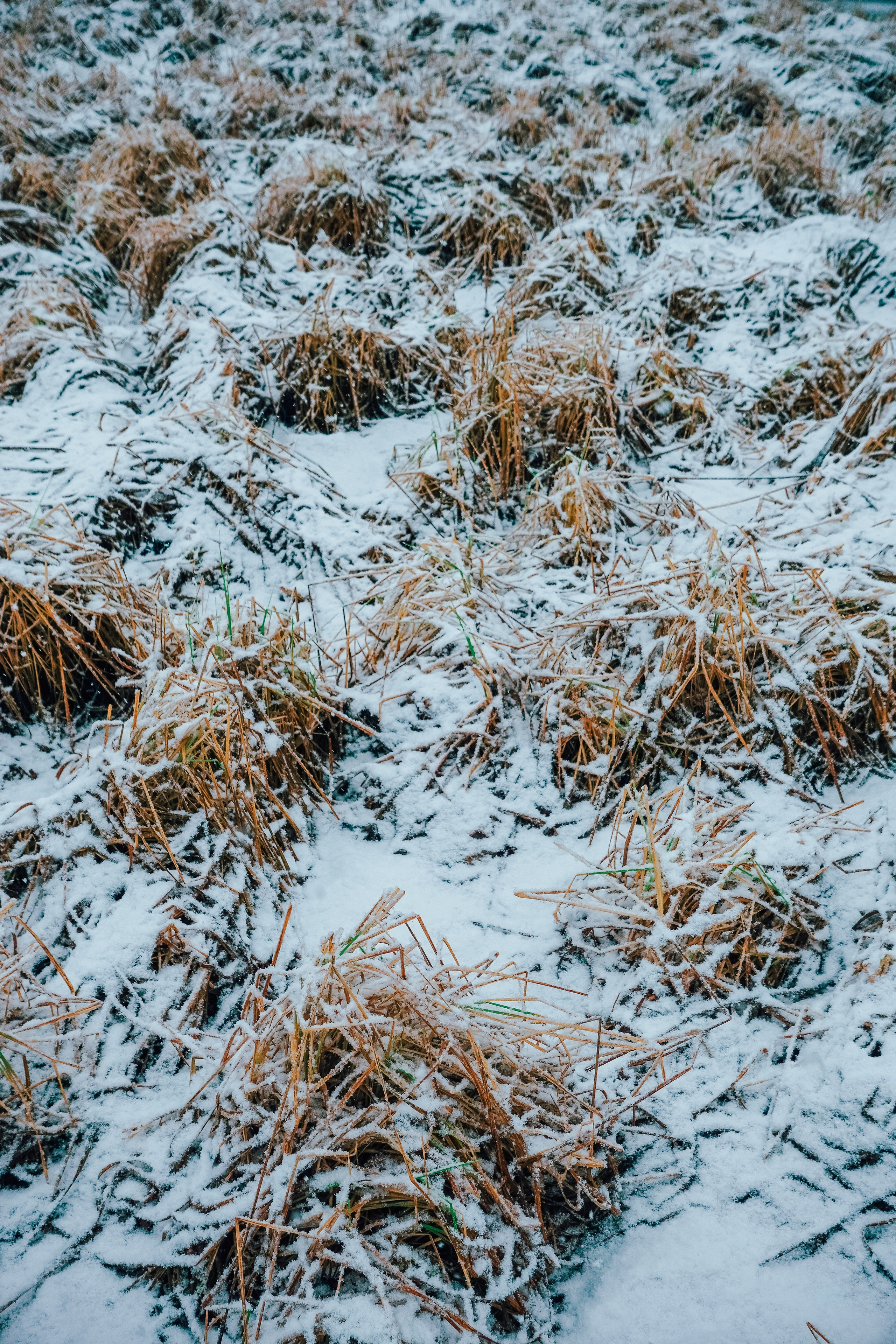 Пленишник. Фотограф Алиса Аспер