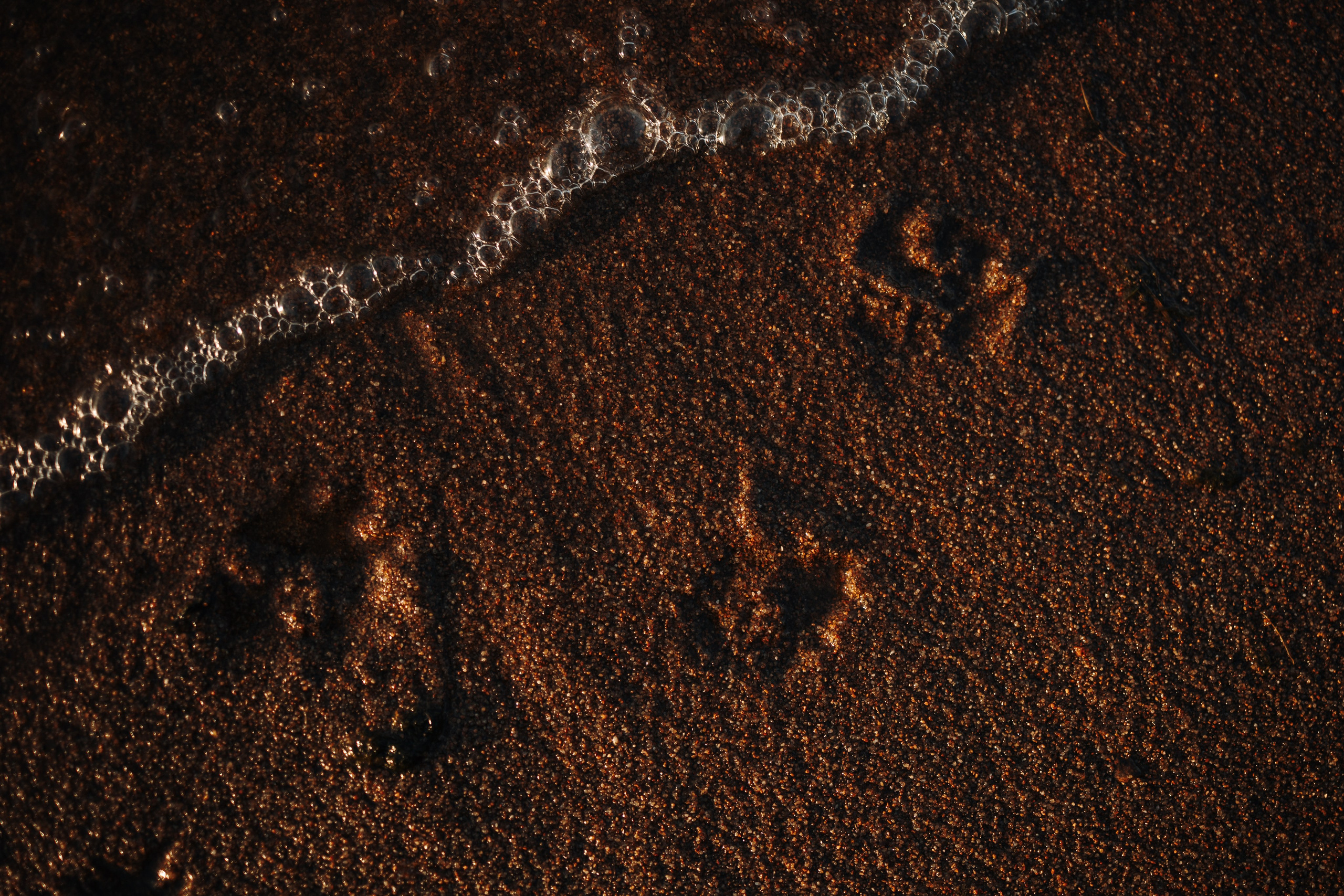 Найт и его семья. Фотограф — Анималист | Санкт-Петербург