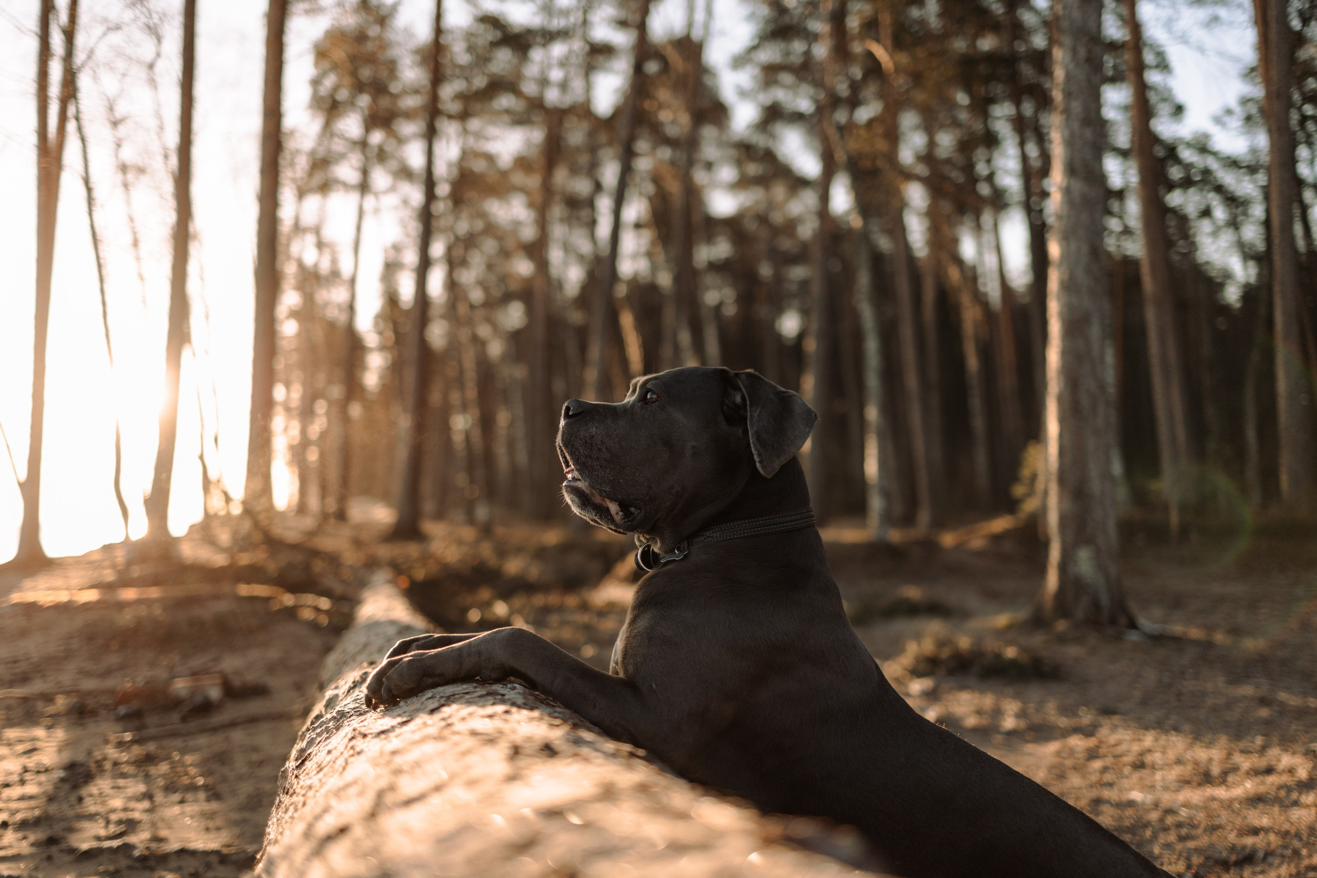 Анна и Лана. Фотограф — Анималист | Санкт-Петербург