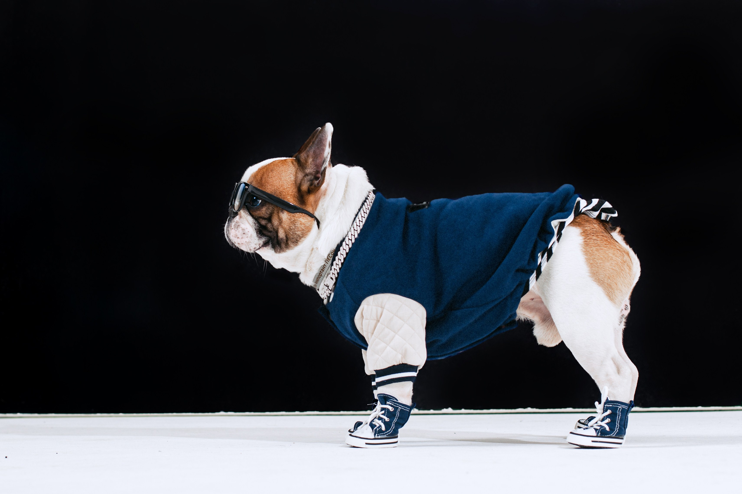 Пижамная вечеринка французских бульдогов и их хозяев. Фотограф-анималист Татьяна Степанова