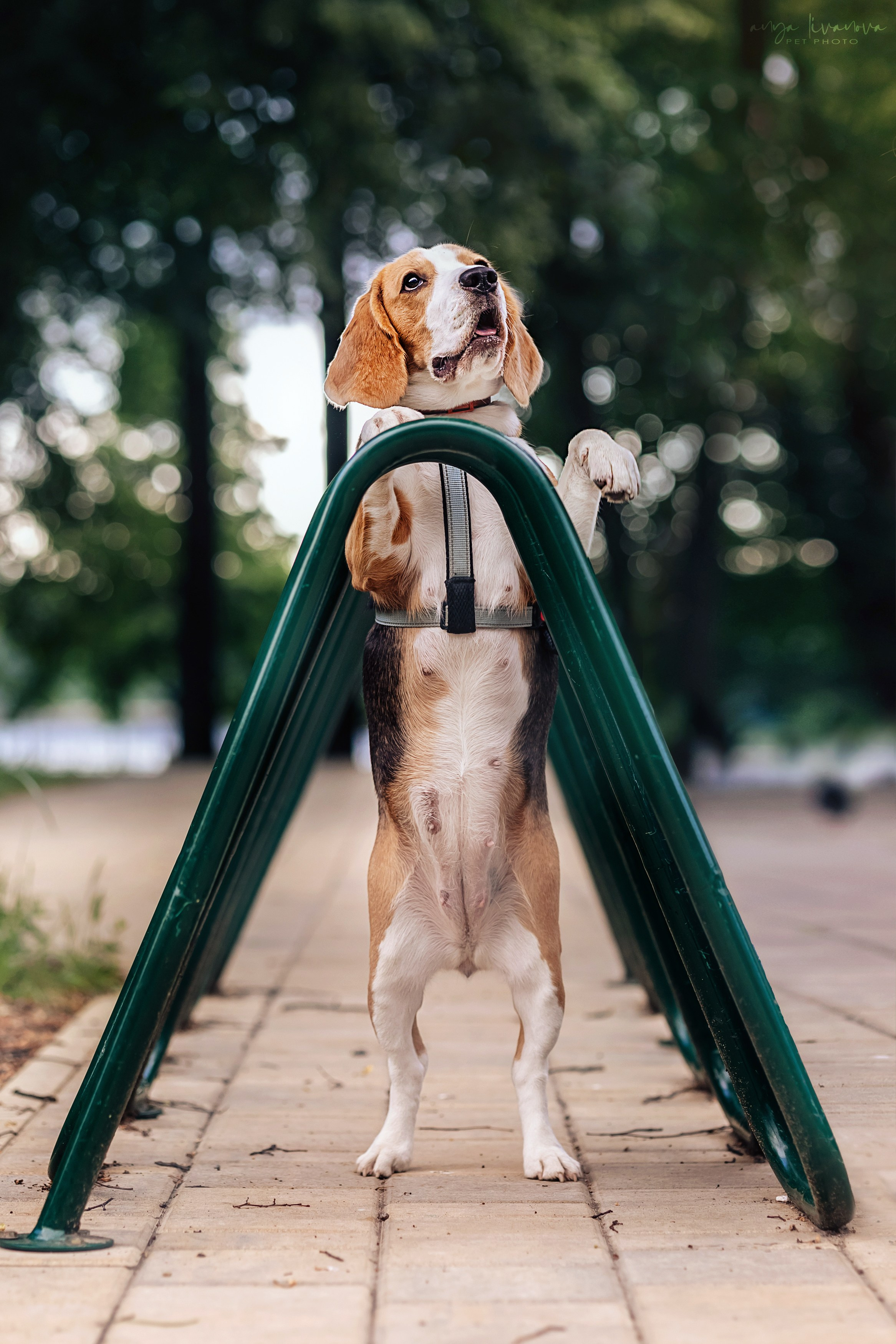 Диана и Дафна. Фотограф анималист Аня Ливанова | Рыбинск