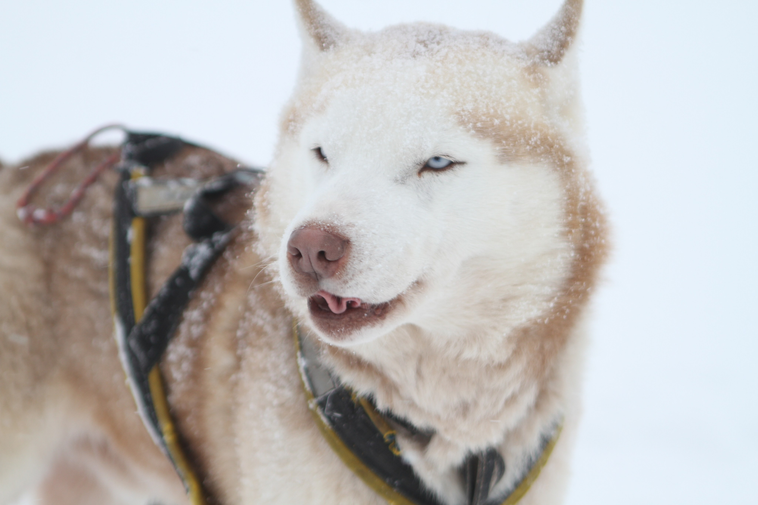 Мир животных. Репортажный и спортивный фотограф в г. Пермь Зильберг Павел