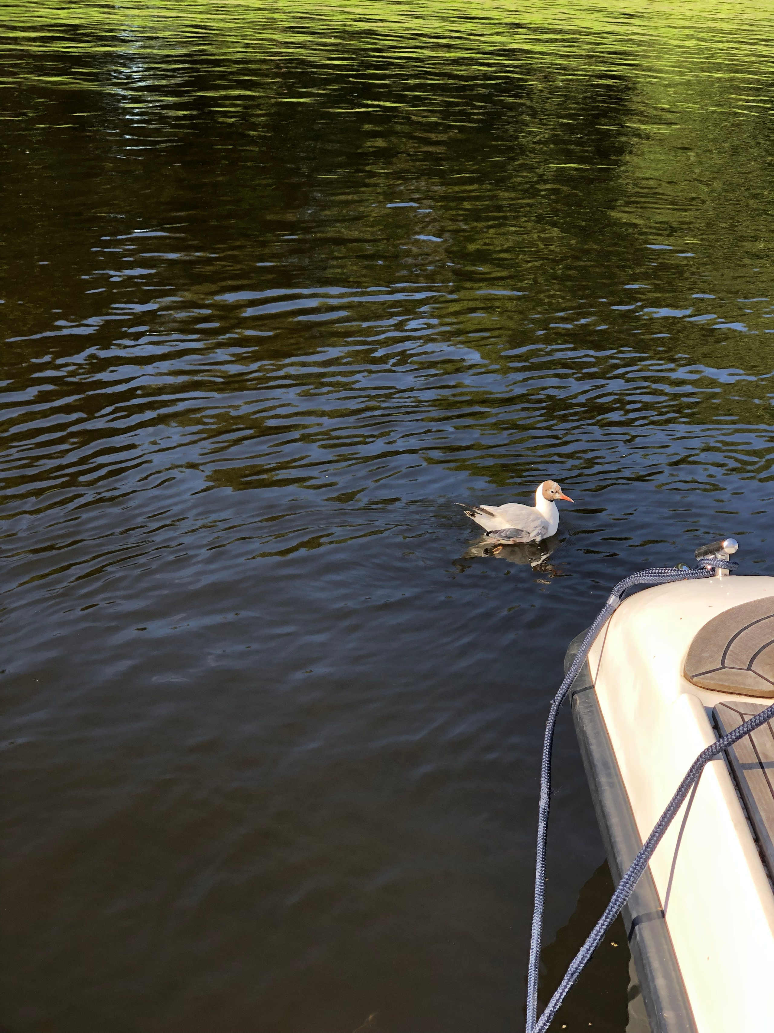 Август. Семейный, Свадебный фотограф СПБ Питер— Романова Екатерина