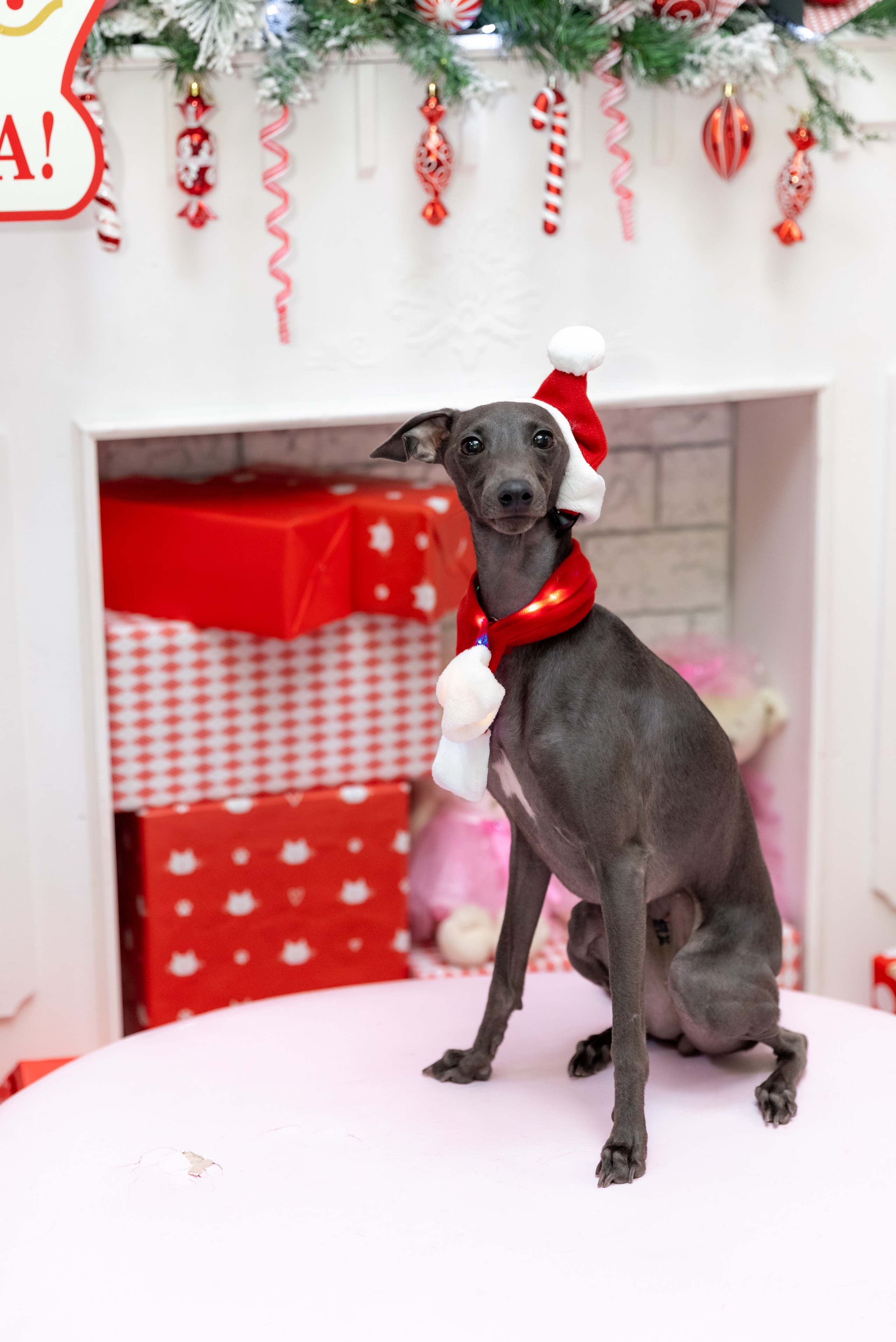 ФОТОСЪЕМКА ЖИВОТНЫХ В СУРГУТЕ