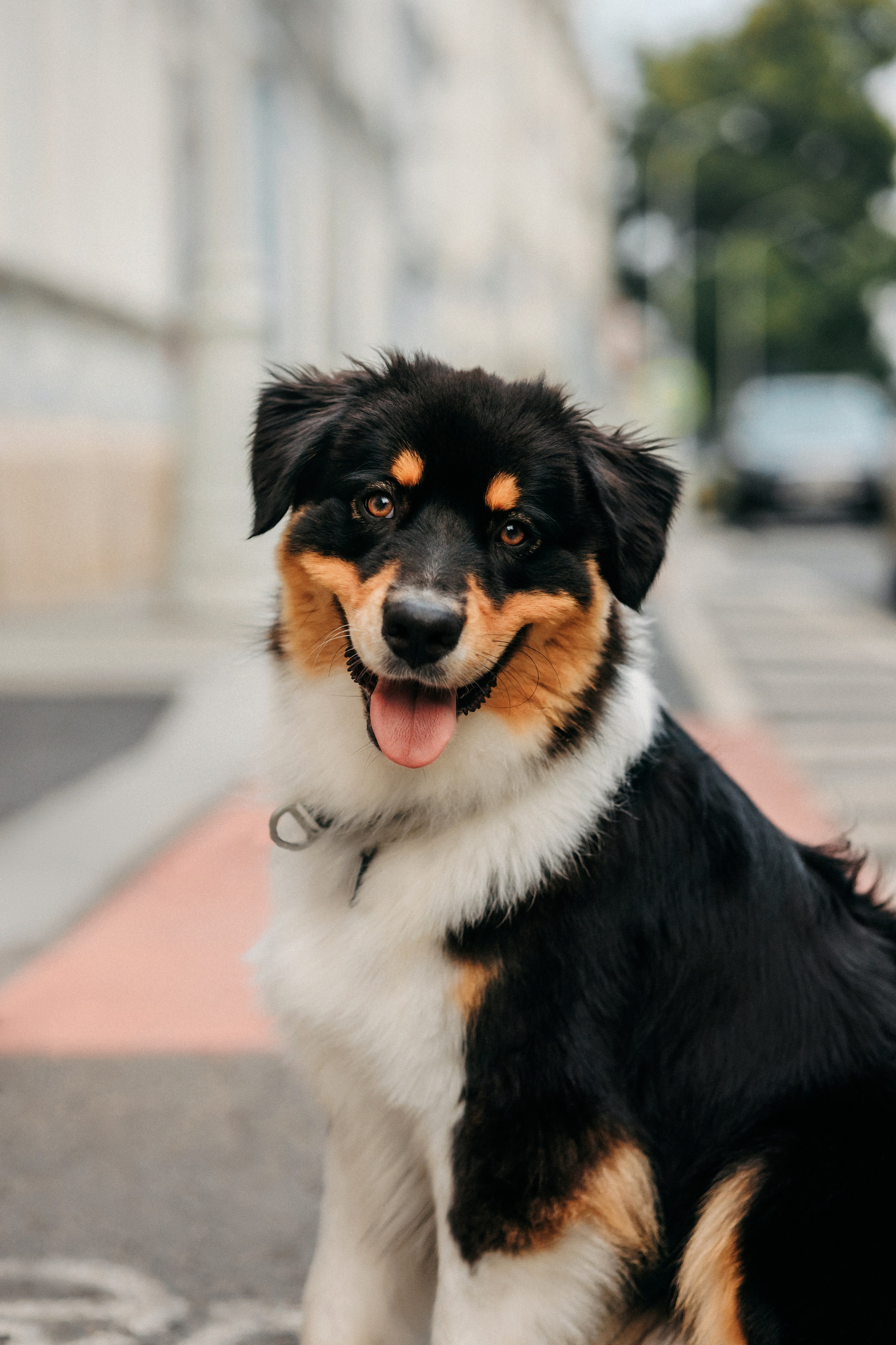 Лена и Рэй. Фотограф-анималист Елена Радченко, Москва