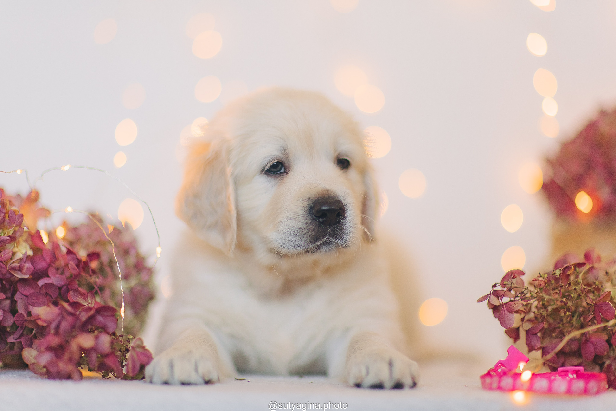 Розовый ошейник. Свадебный и женский фотограф