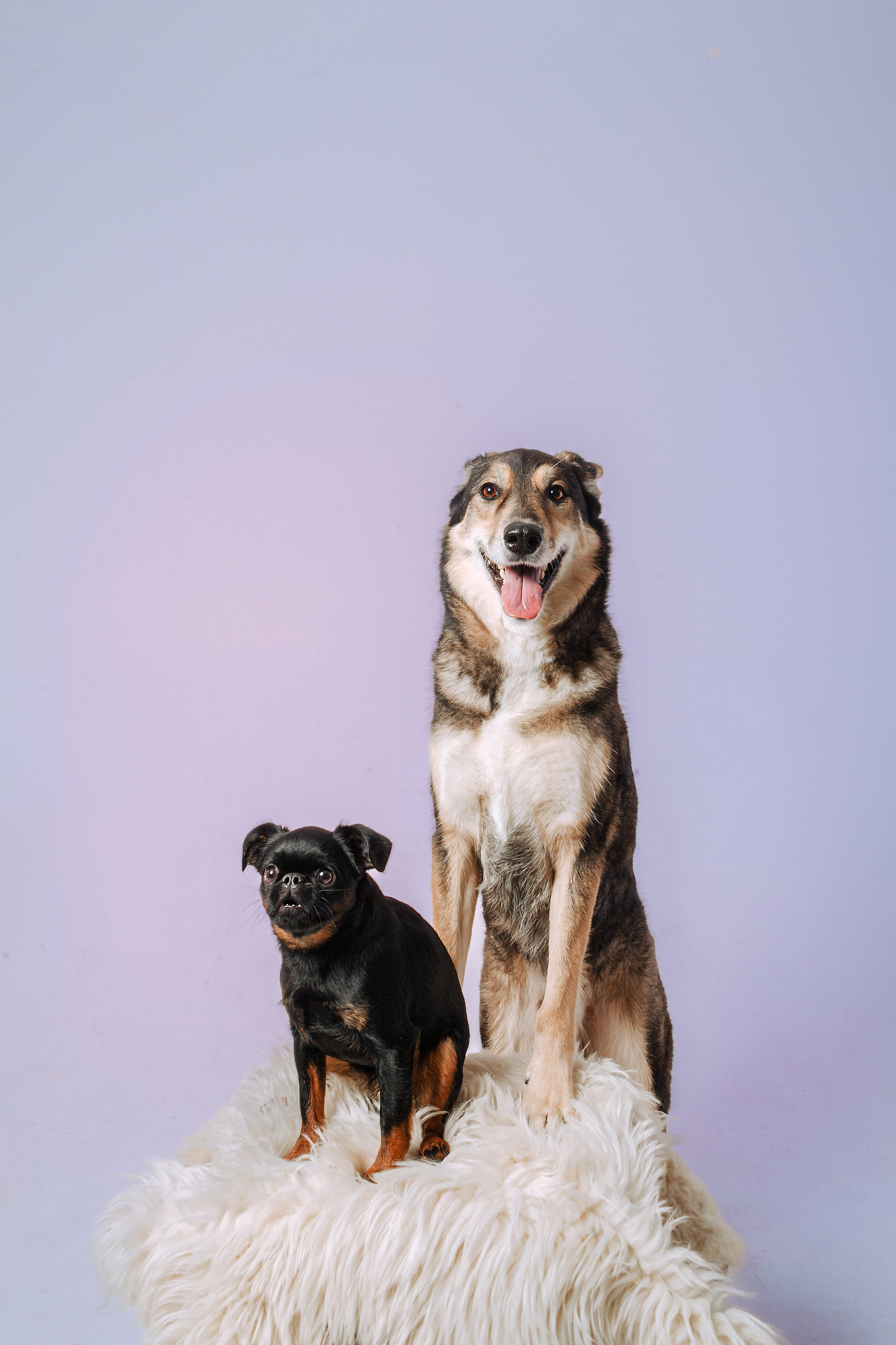 Студийная фотосессия с цветным светом. Фотограф-анималист Татьяна Степанова