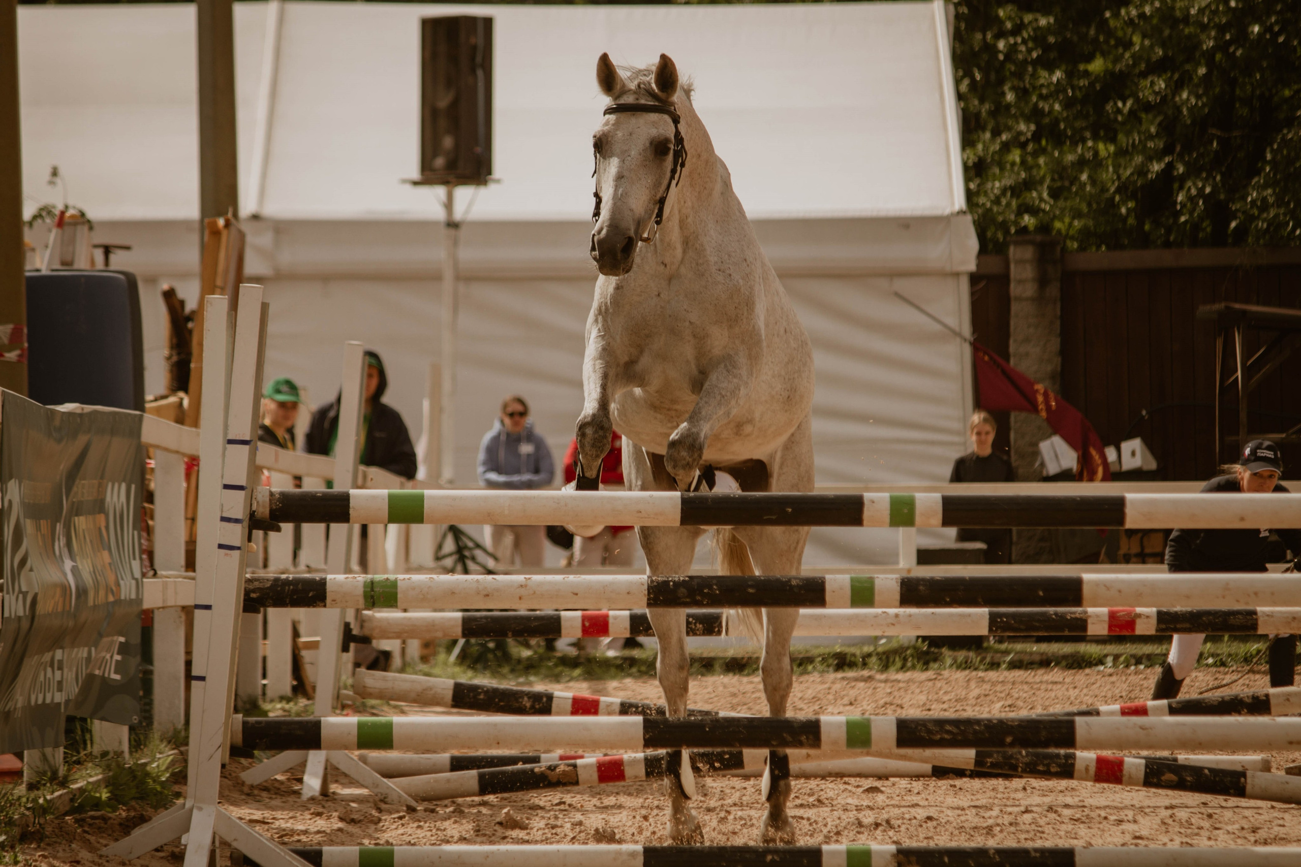 ИППОСФЕРА — Международная конная выставка. Создадим шедевр? Виталина и её фотоискусство