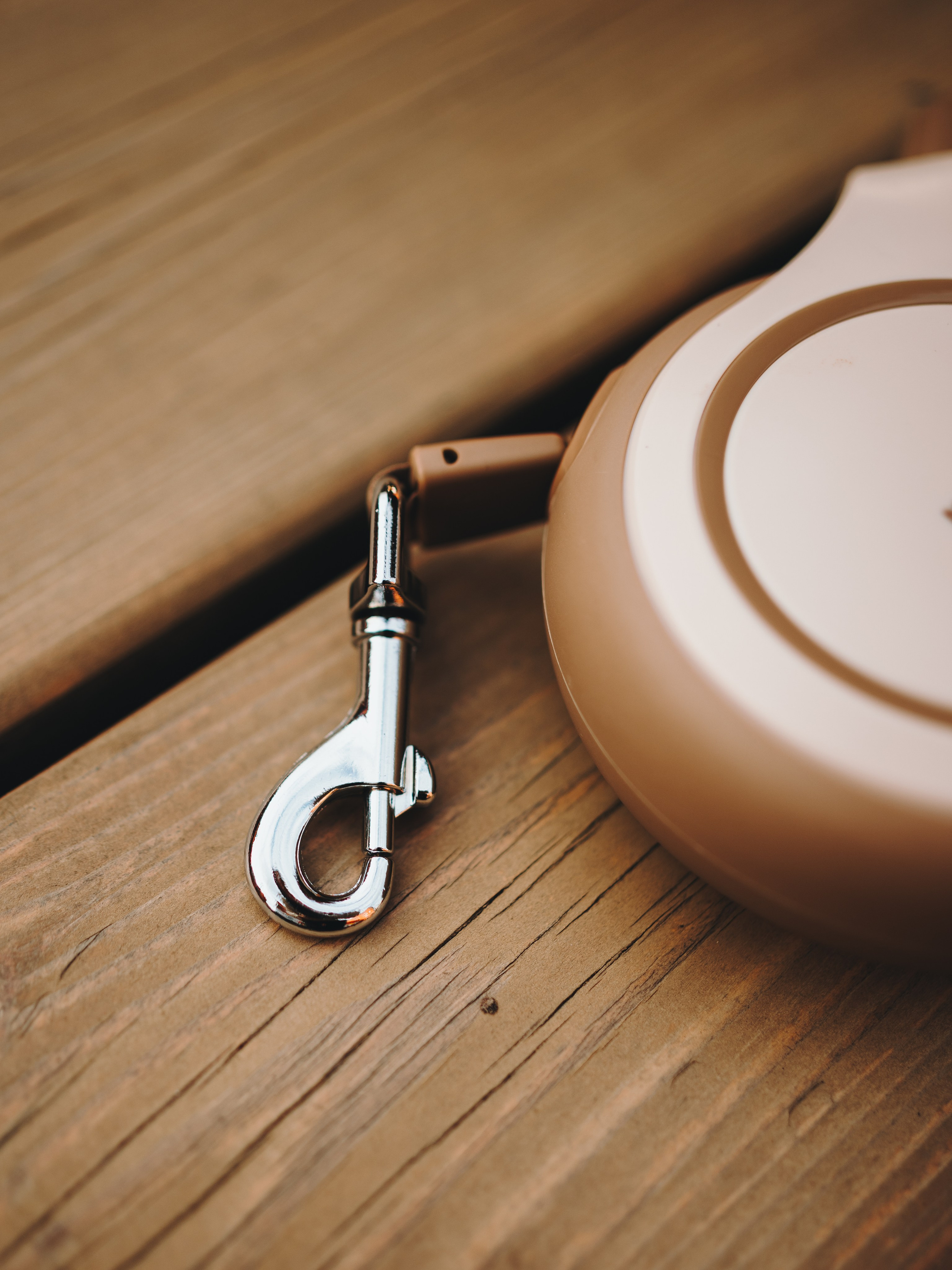 Pawsitive. Семейный фотограф анималист Ананьева Мария — Москва