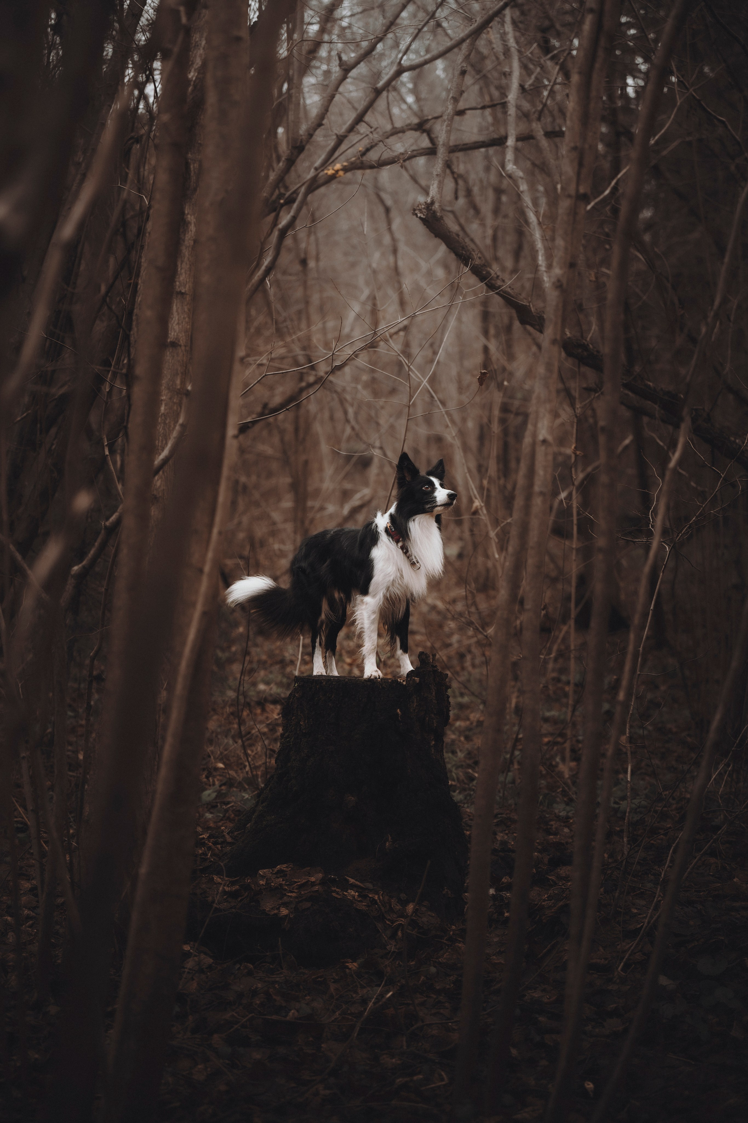 Даша и Того. Семейный фотограф анималист Ананьева Мария — Москва