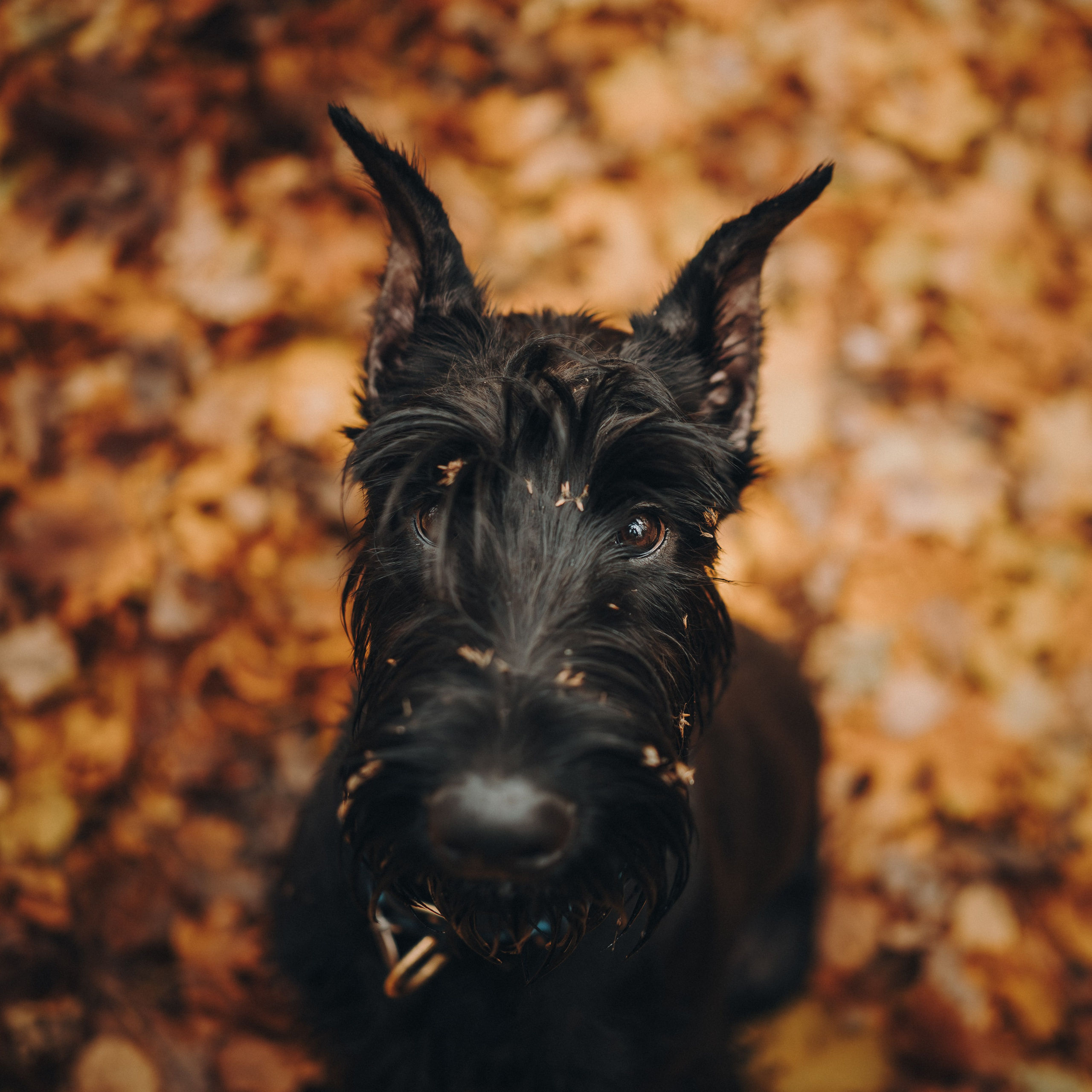 Даша и Умбра. Семейный фотограф анималист Ананьева Мария — Москва