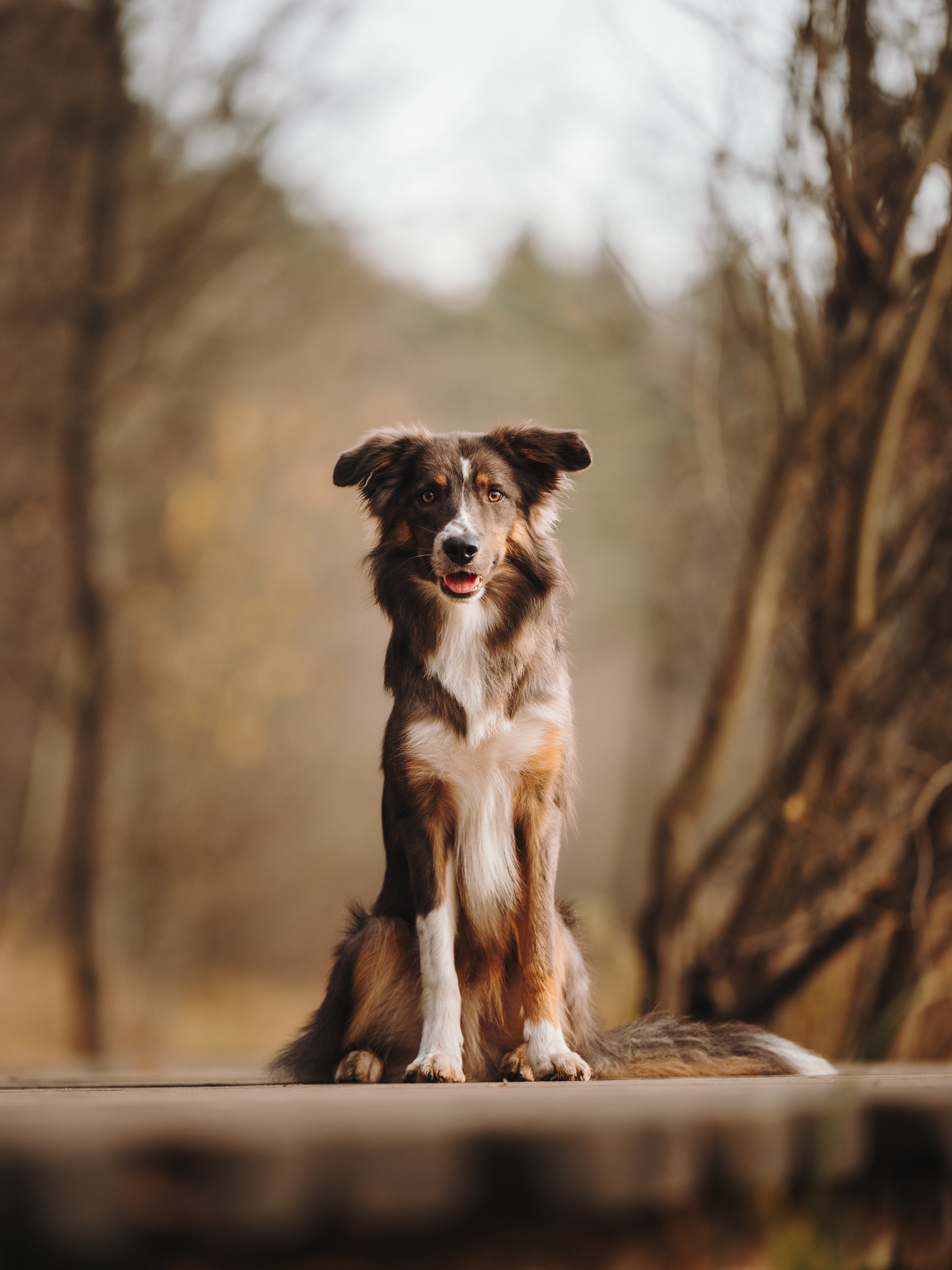 Настя, Максим, Орео и Норд. Семейный фотограф анималист Ананьева Мария — Москва