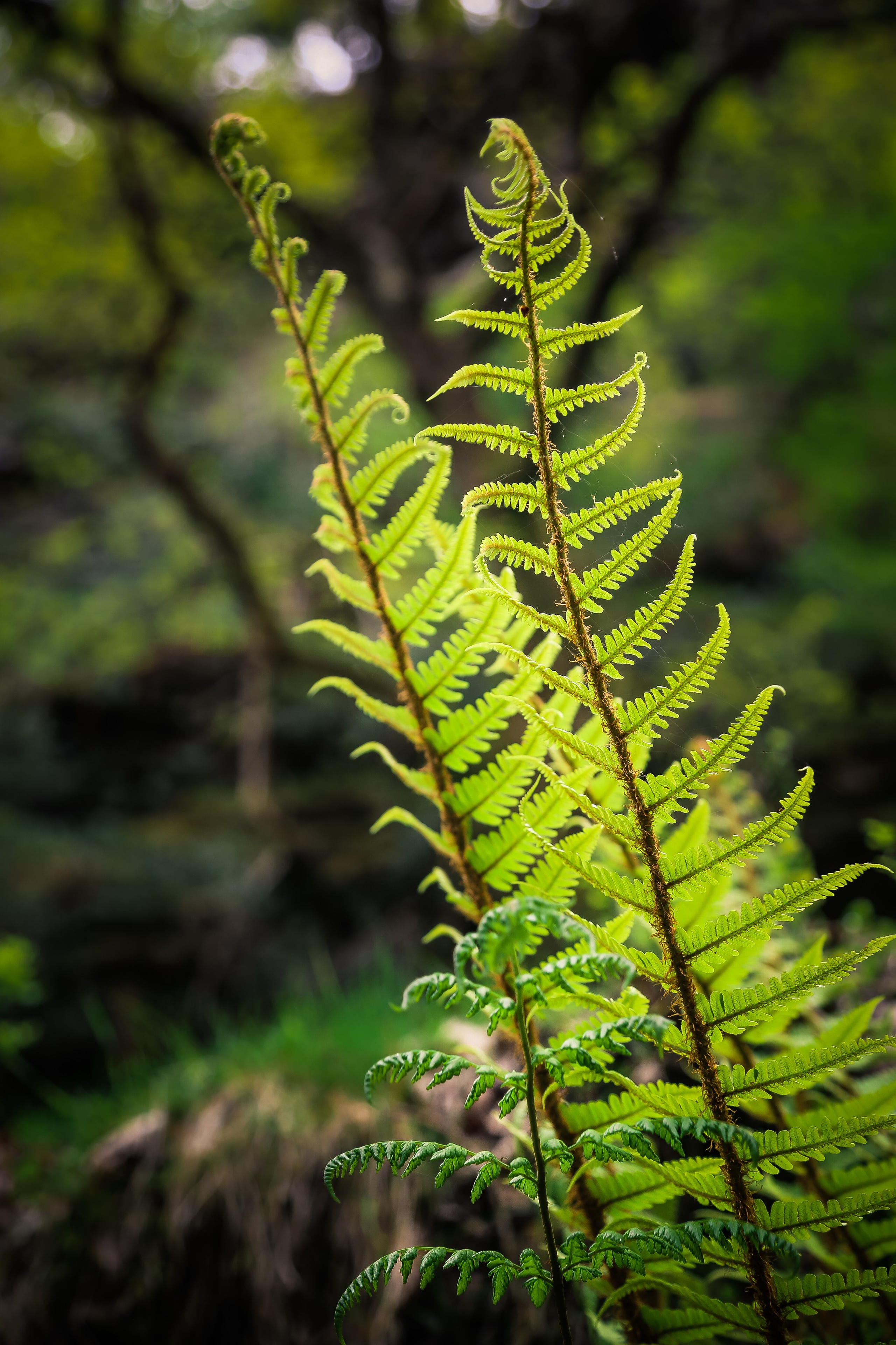 Ирландия: Горы Уиклоу. Дарья Письменюк / Darya Leitstern — фотограф, музыкант, журналист, путешественник