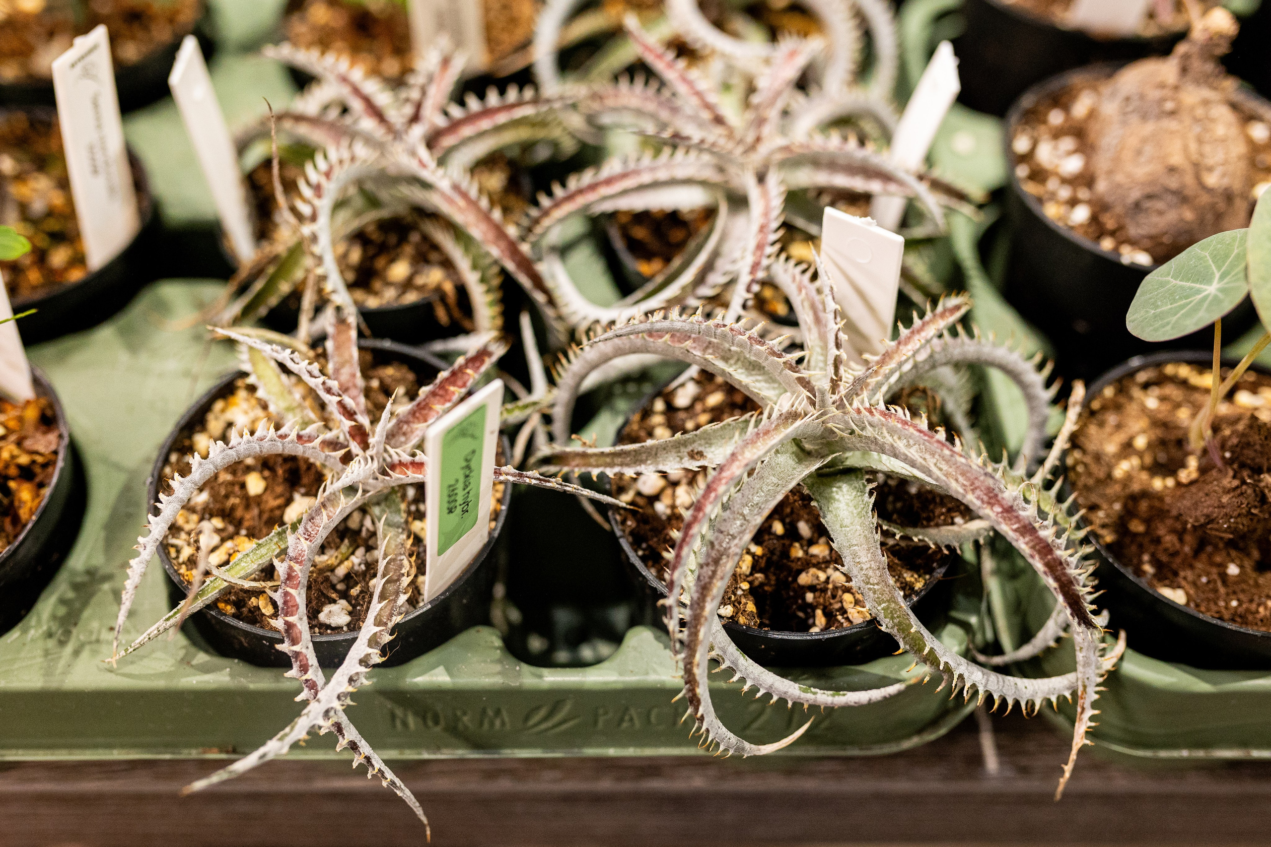 GreenRare ярмарка 2024. Александра Куликова фотограф, Москва