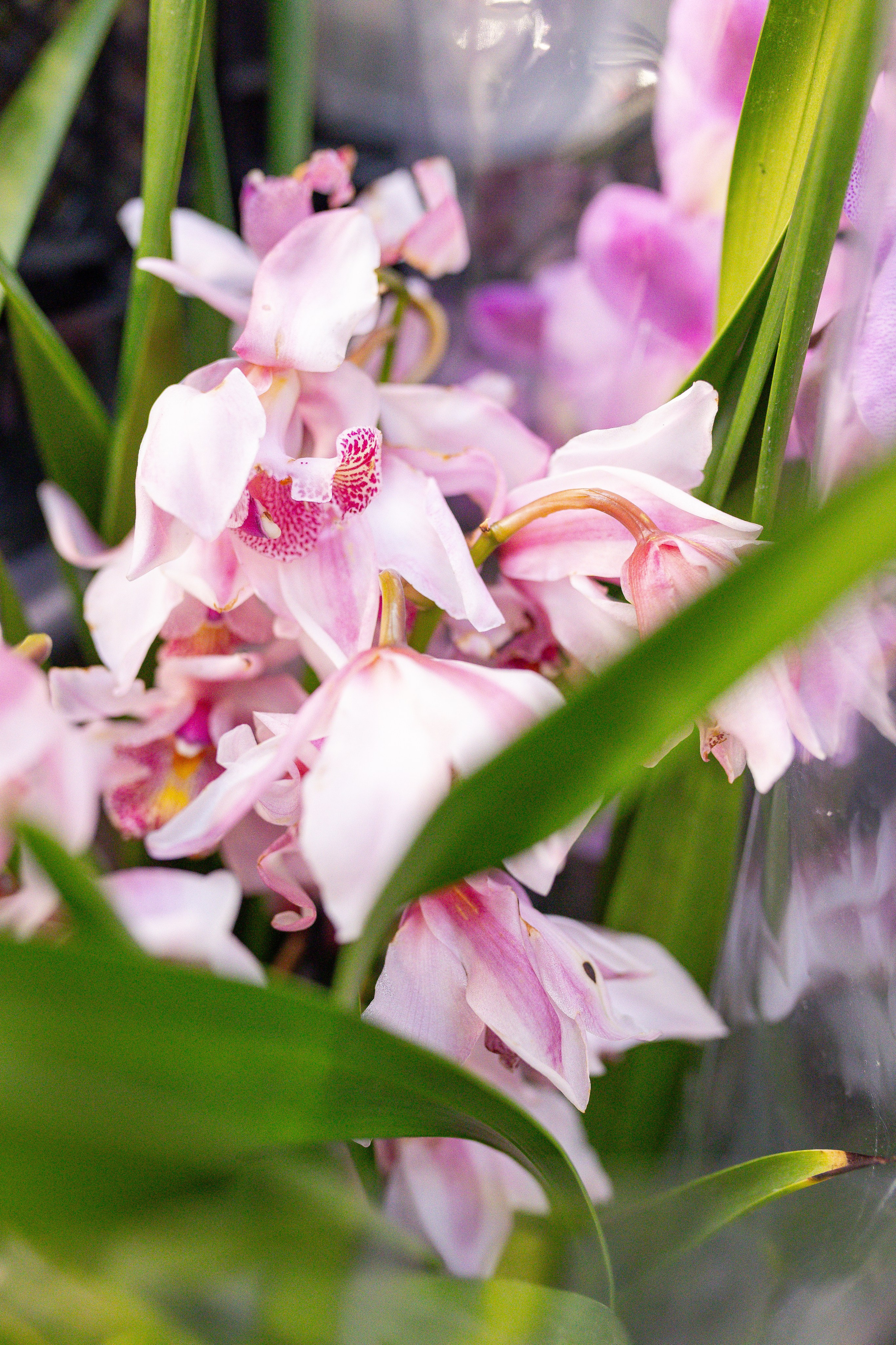 Орхидиум 12.2025. Александра Куликова фотограф, Москва