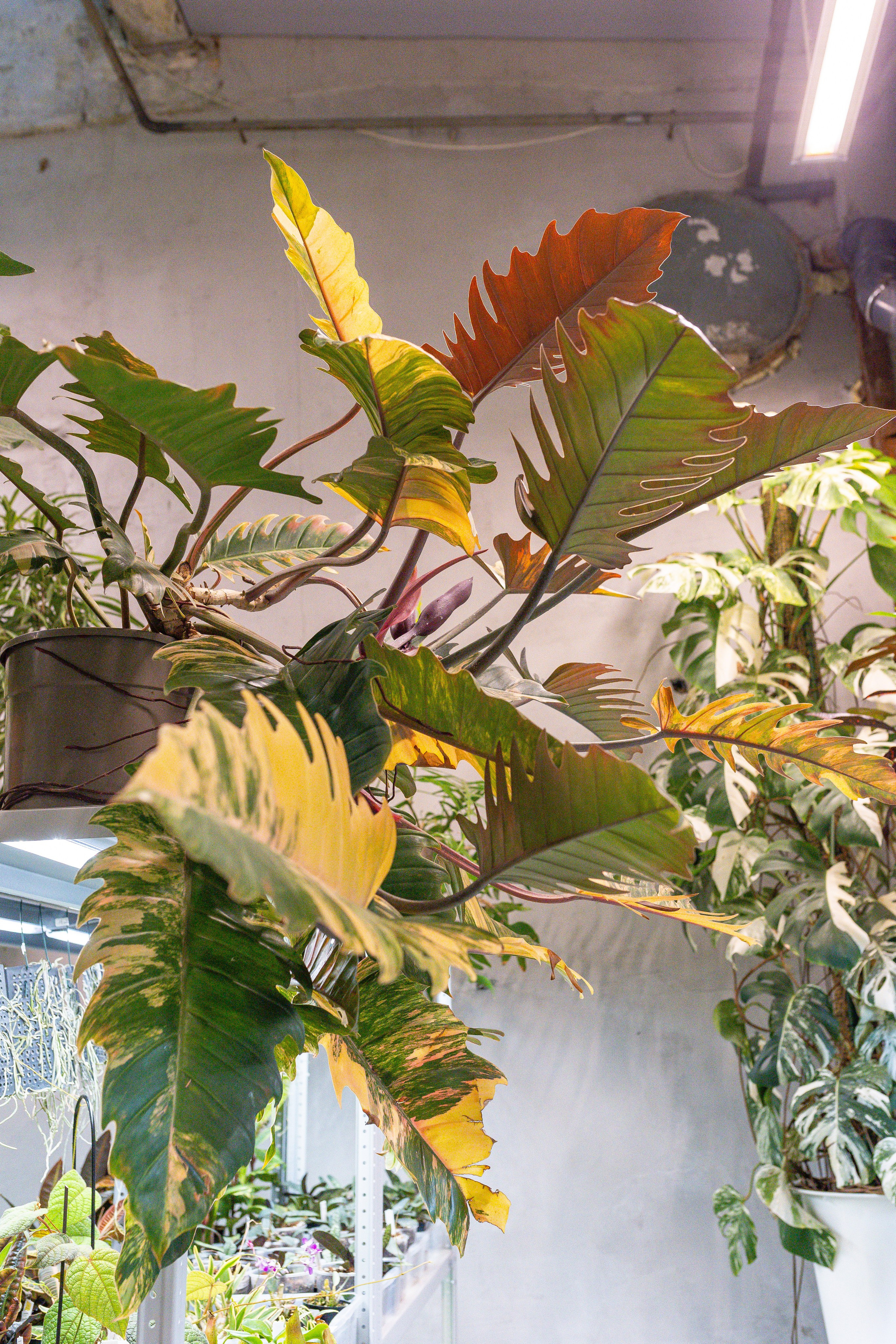 Ярмарка Green Rare 20.09.25. Александра Куликова фотограф, Москва