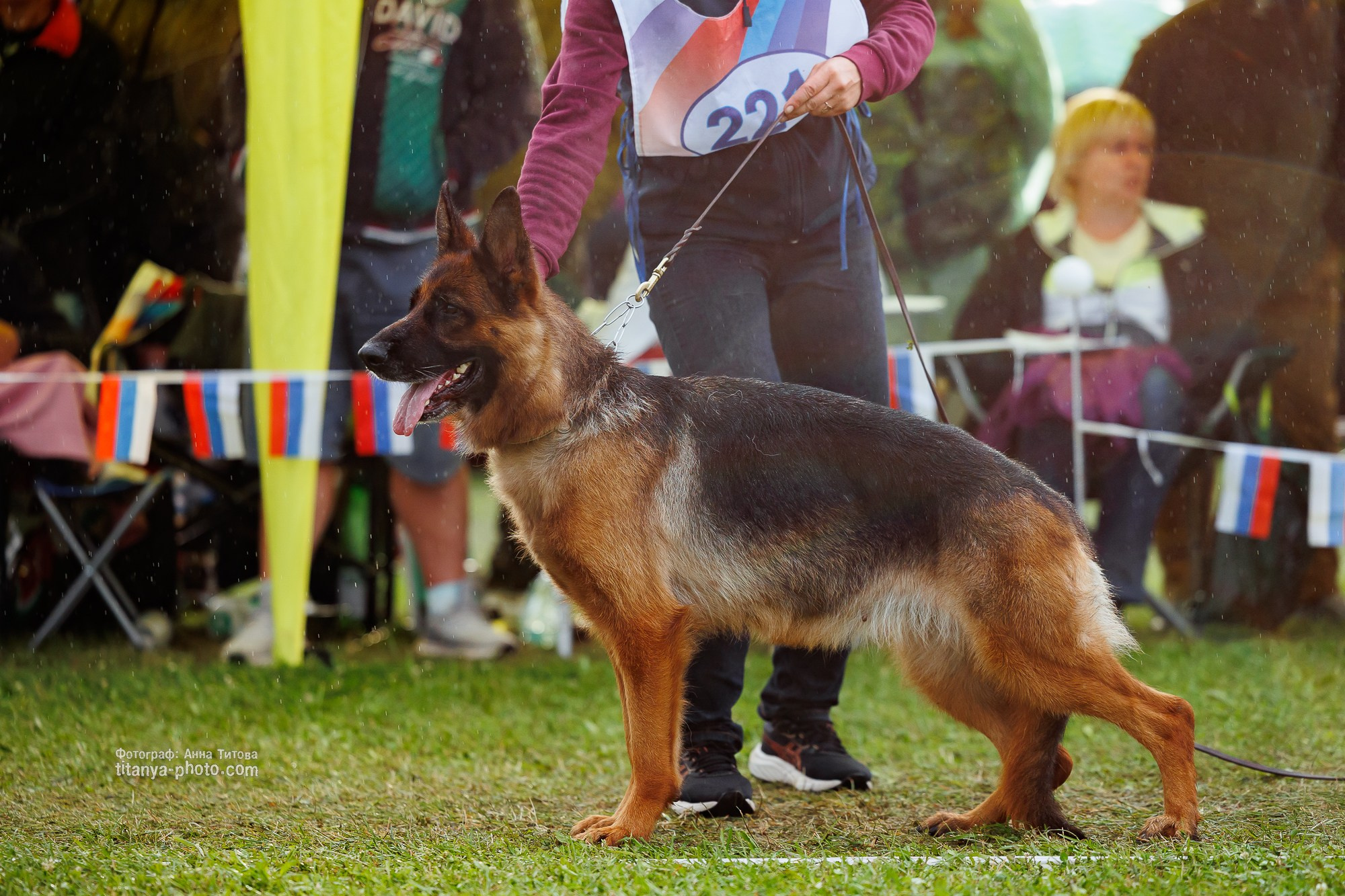 Немецкие овчарки: фото из рингов и вне ринга, мутпроба (фотографии с выставок). Фотограф собак, фотограф-анималист Аня Титова (Titanya). Москва