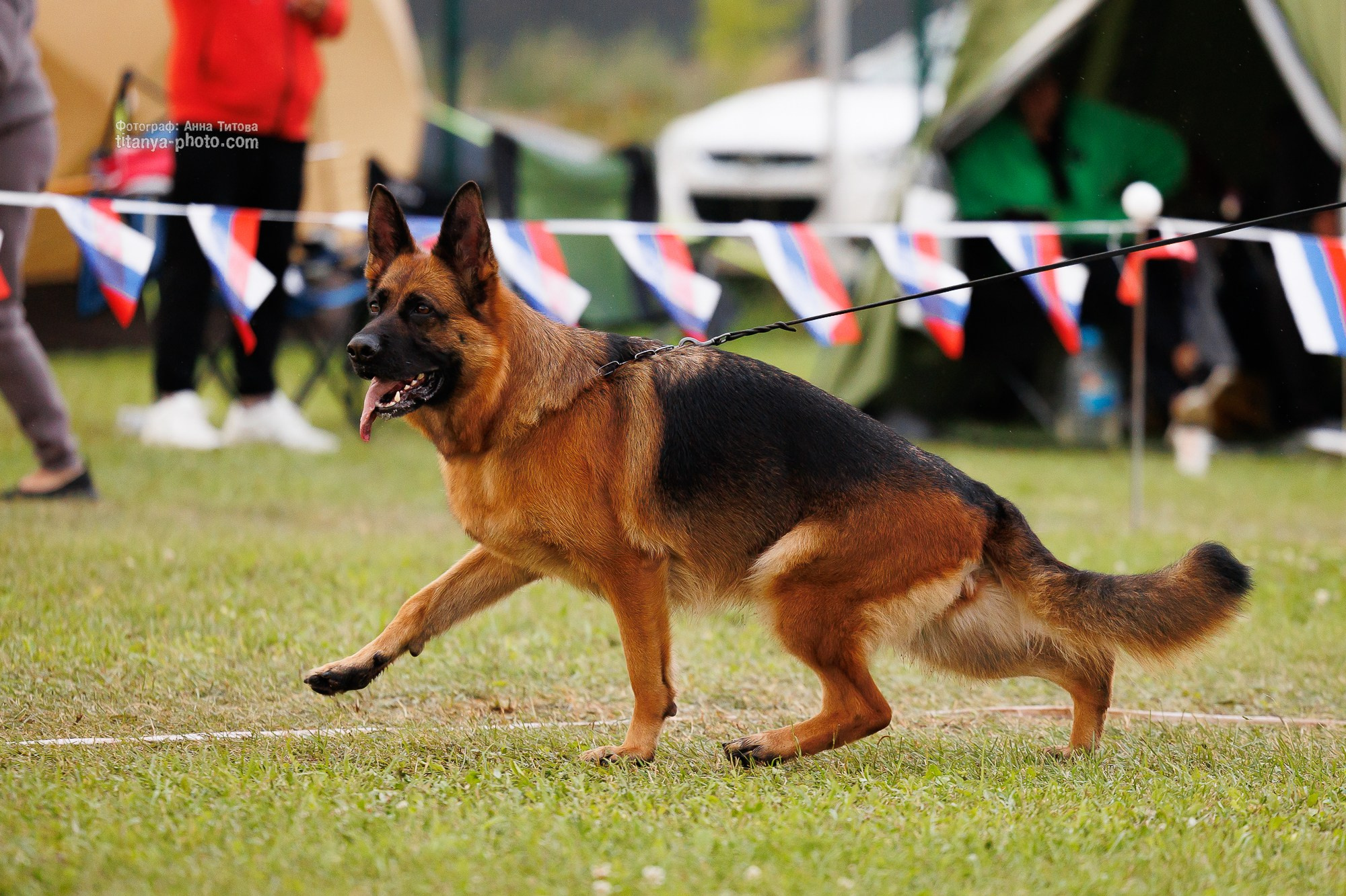 Немецкие овчарки: фото из рингов и вне ринга, мутпроба (фотографии с выставок). Фотограф собак, фотограф-анималист Аня Титова (Titanya). Москва