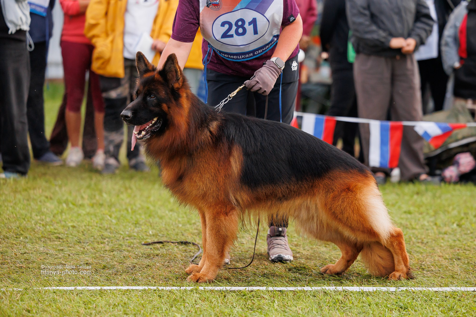 Немецкие овчарки: фото из рингов и вне ринга, мутпроба (фотографии с выставок). Фотограф собак, фотограф-анималист Аня Титова (Titanya). Москва