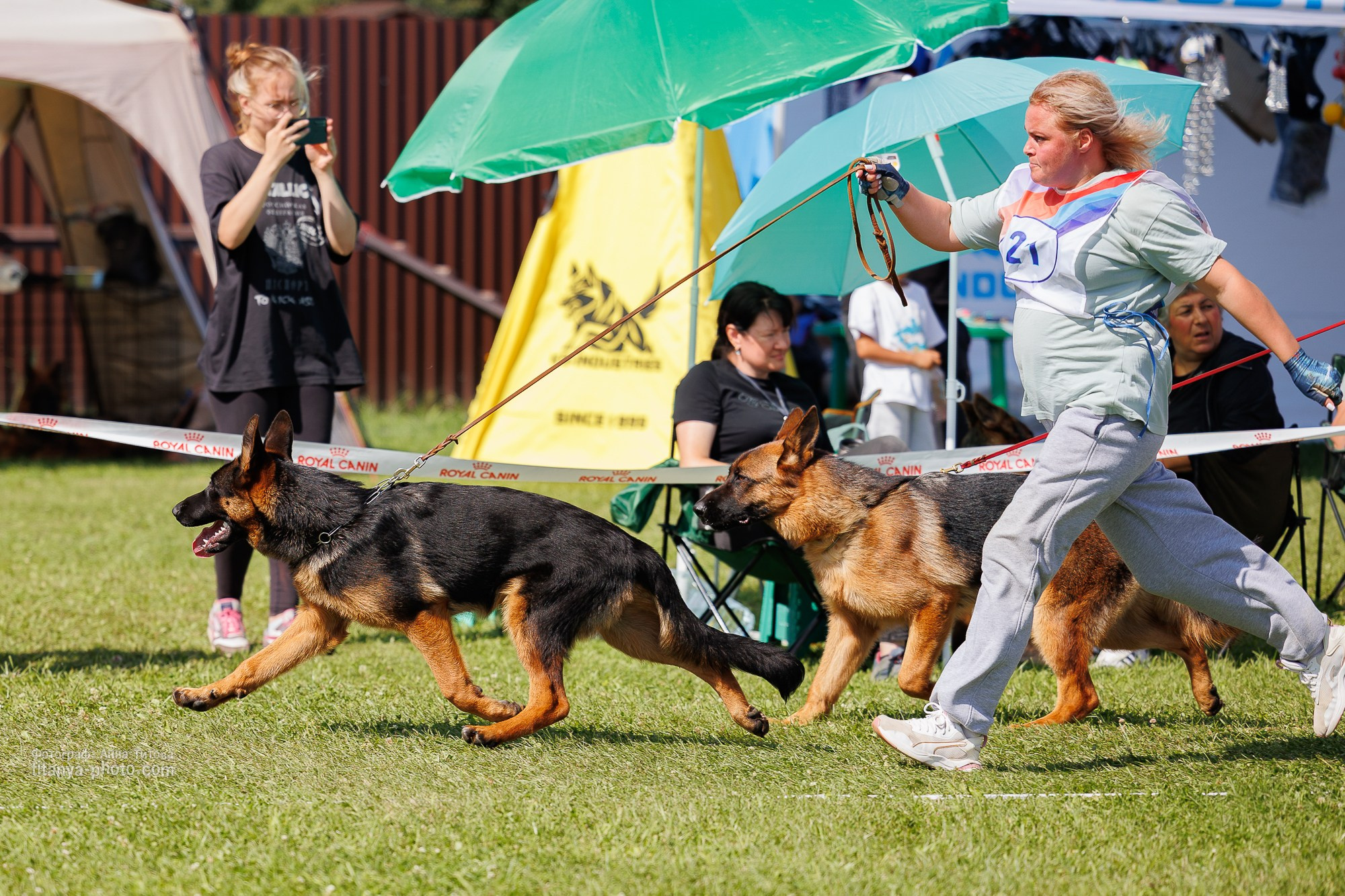 Немецкие овчарки: фото из рингов и вне ринга, мутпроба (фотографии с выставок). Фотограф собак, фотограф-анималист Аня Титова (Titanya). Москва