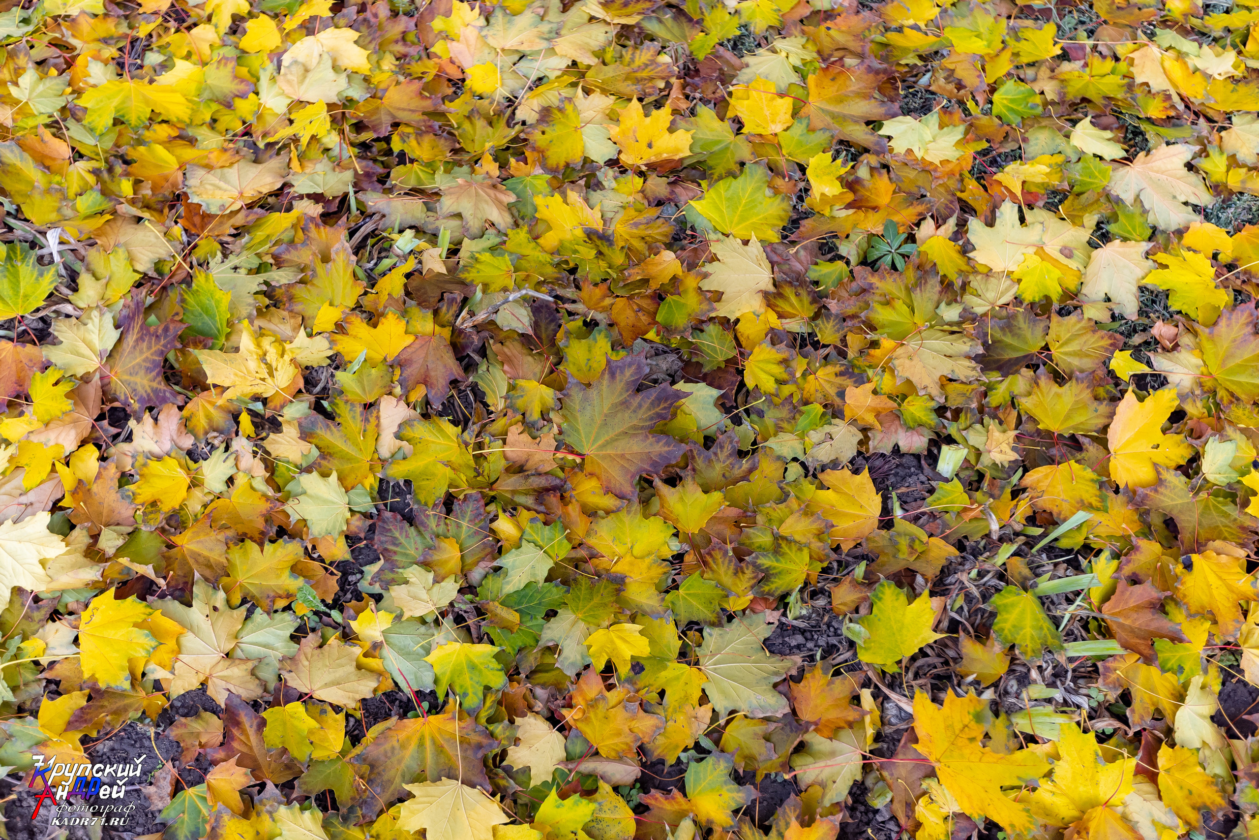 Бывший особняк Лугининых, 1-й уч. корпус ТГПУ им. Л. Н. Толстого. Фотограф в Туле Крупский АнДРей. Фотостудия «КАДР71» в Туле