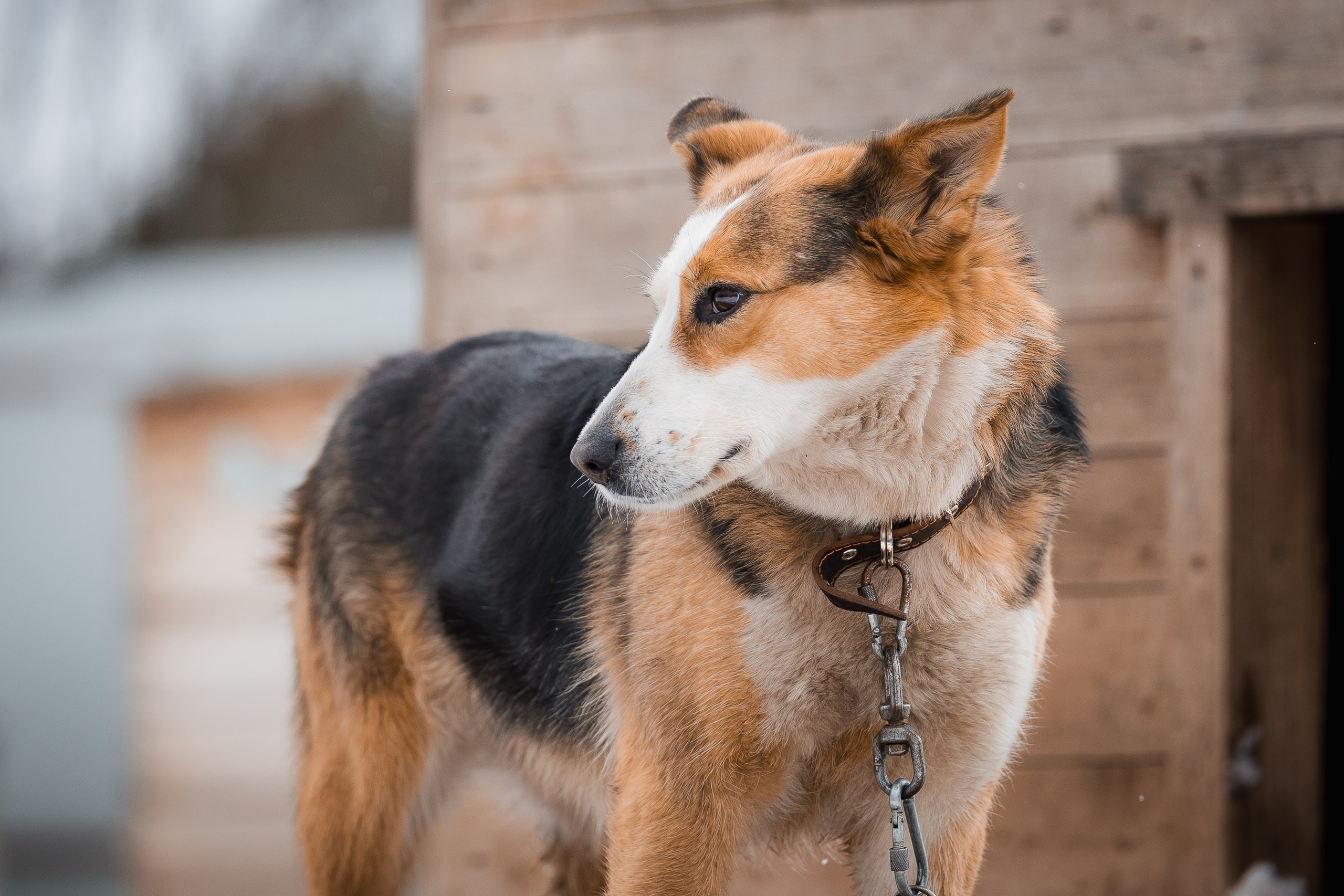 Лора. Улыбка собаки — спасение и пристройство бездомных собак