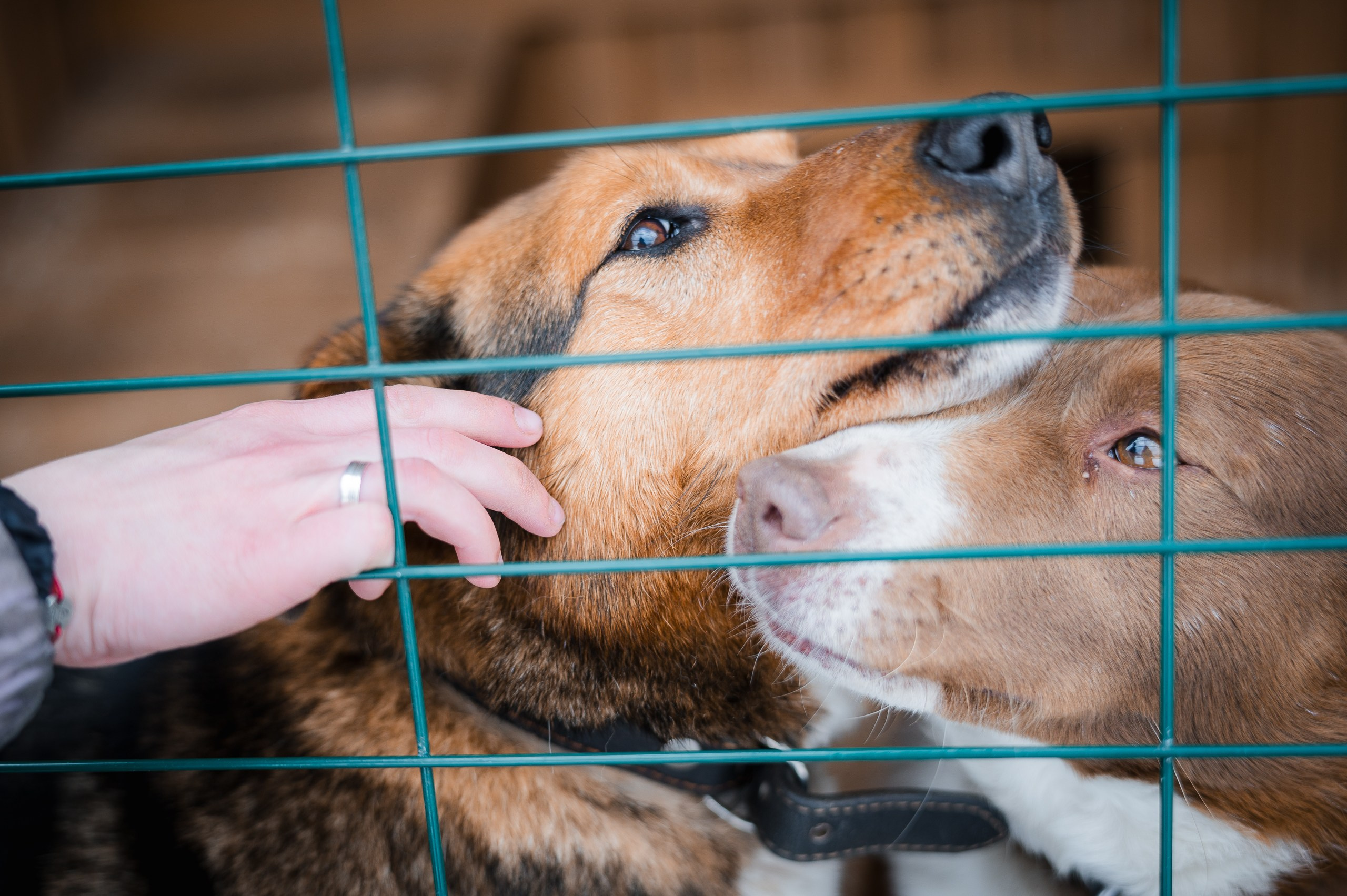 Улыбка собаки — спасение и пристройство бездомных собак
