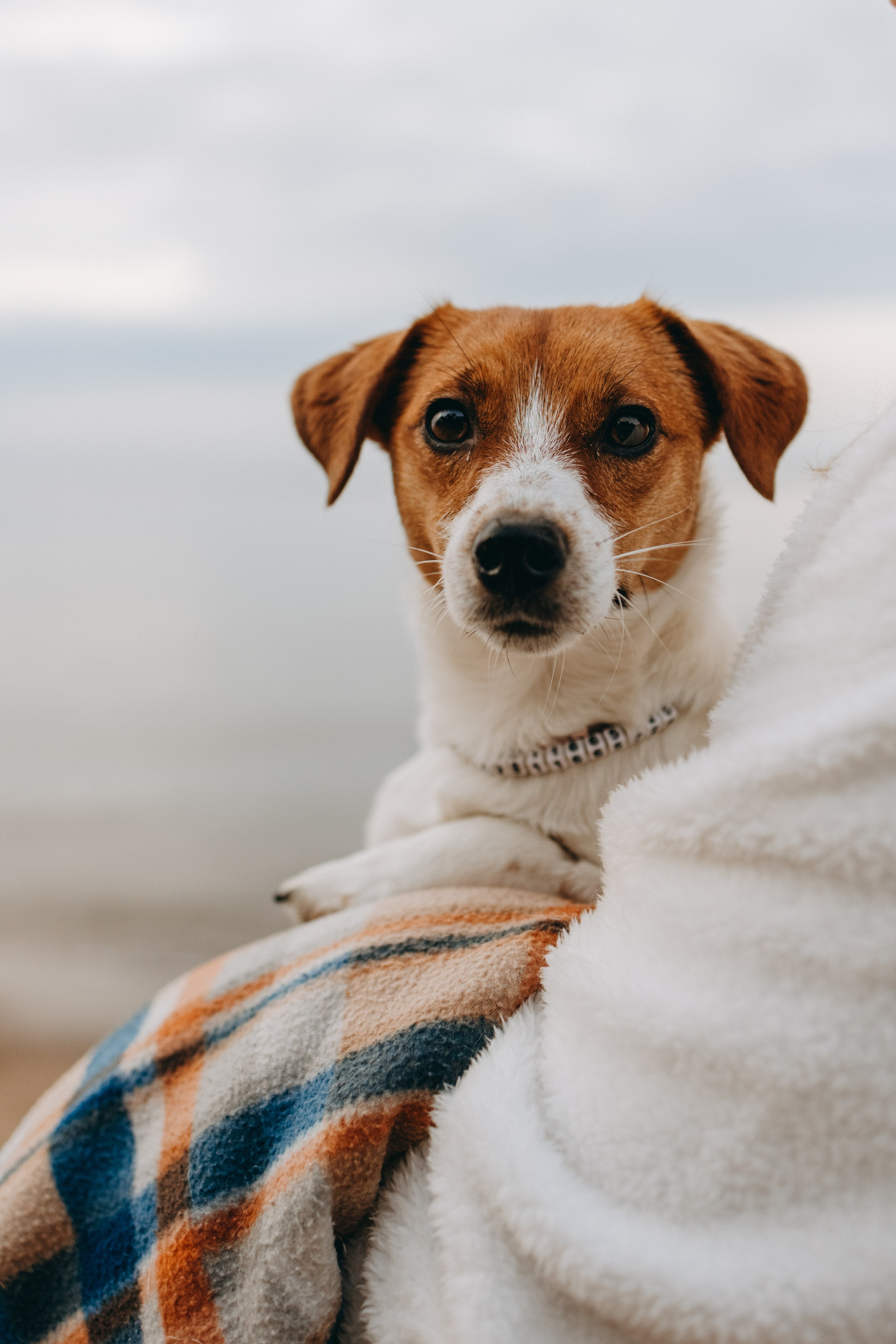 Лея и ее семья. Фотограф — Анималист | Санкт-Петербург