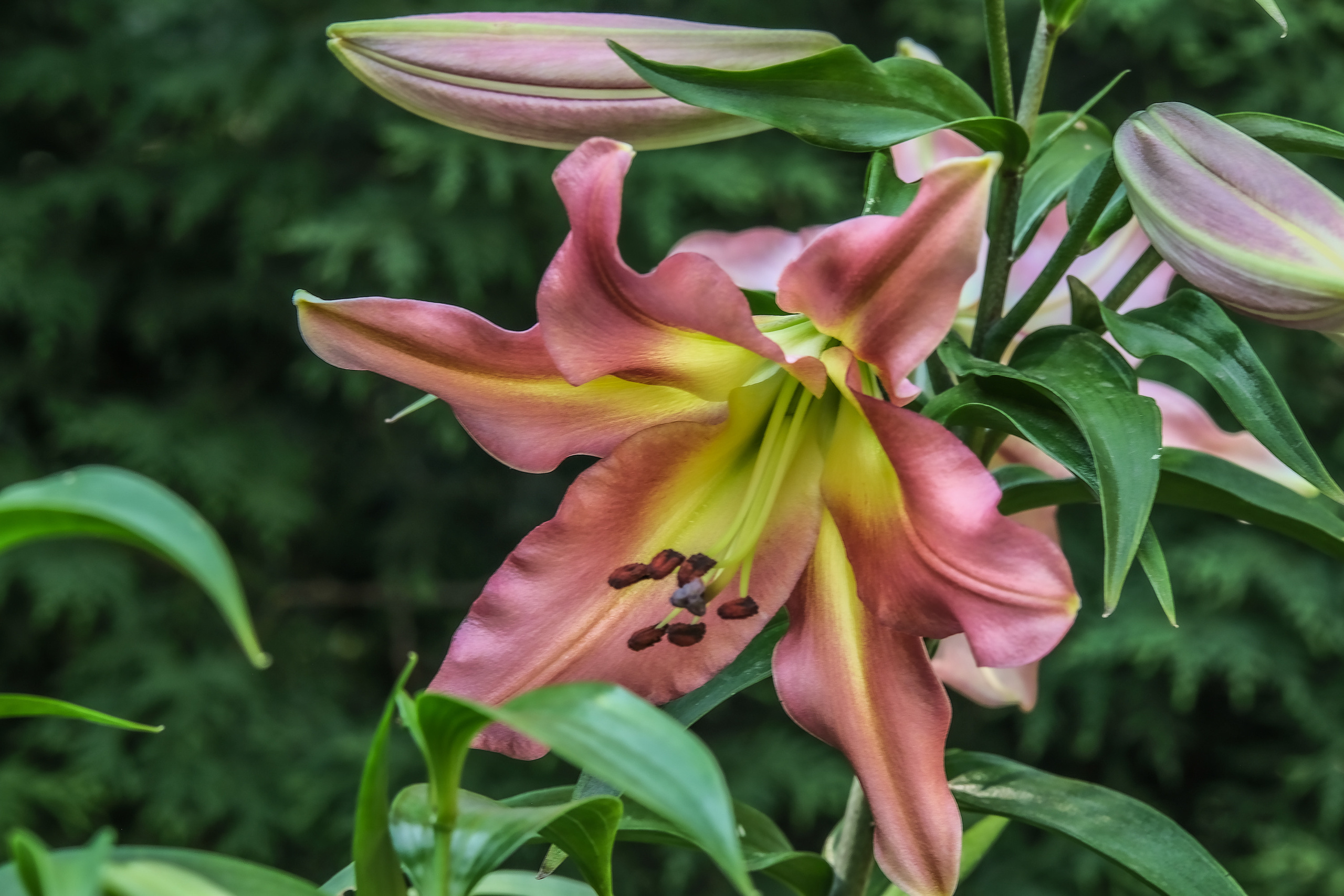 Фотограф в Москве Ирина Иванова