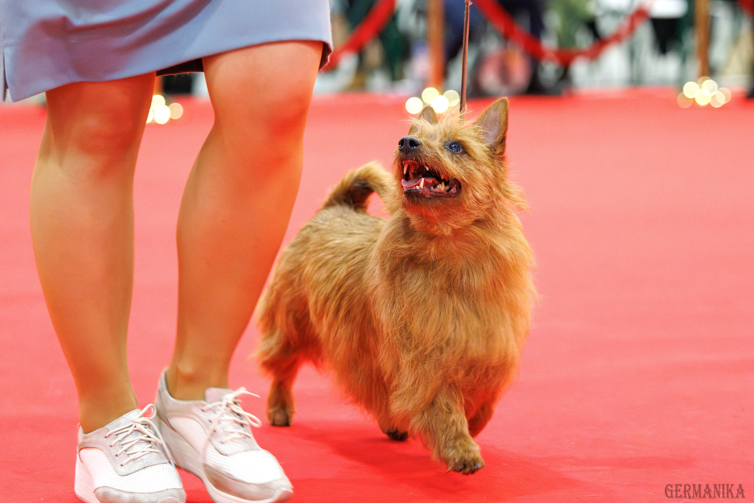 Лучшие Собаки России 17-18.02.2024. Фотограф-анималист Юлия Германика