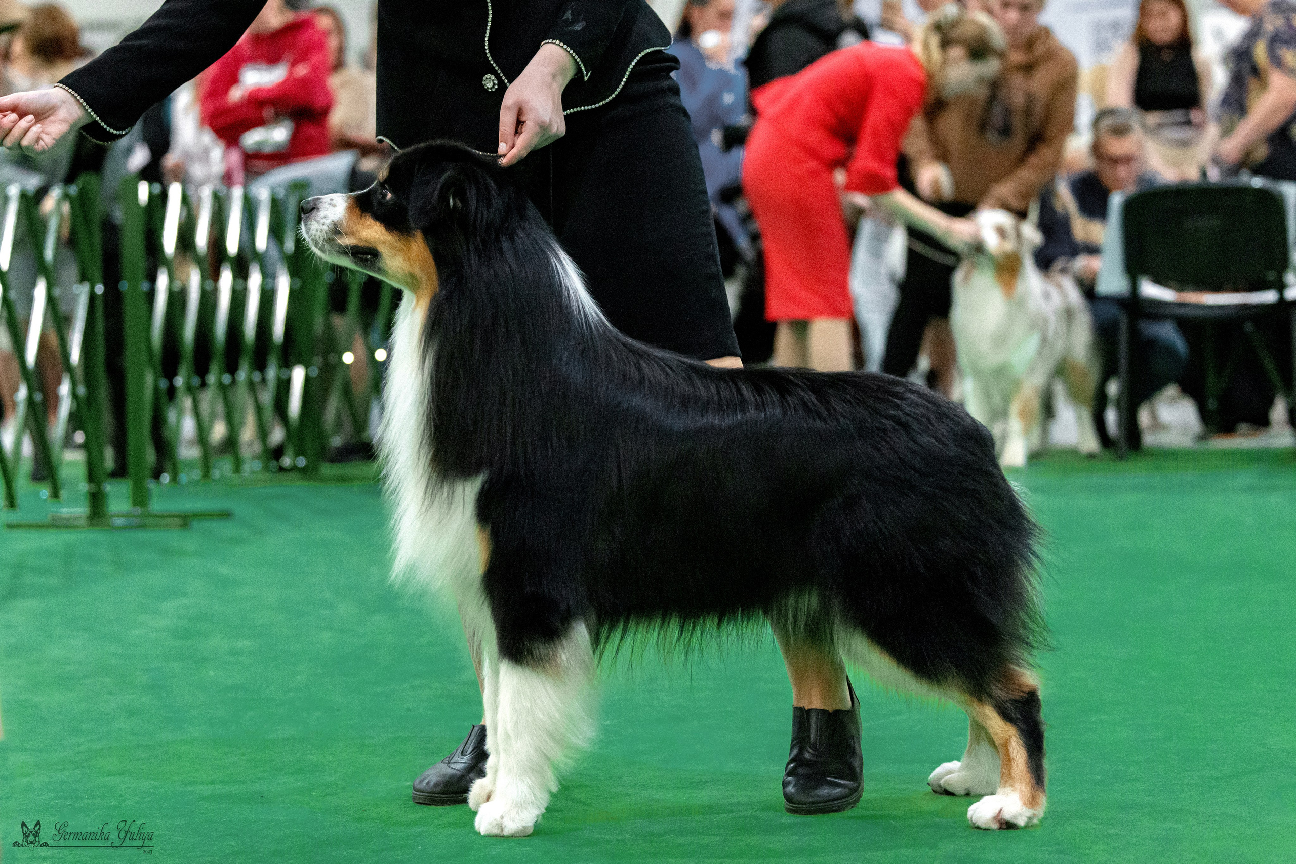 Сфера 29.10,Крокус 4.11,Сфера 12.11.2023. Фотограф-анималист Юлия Германика